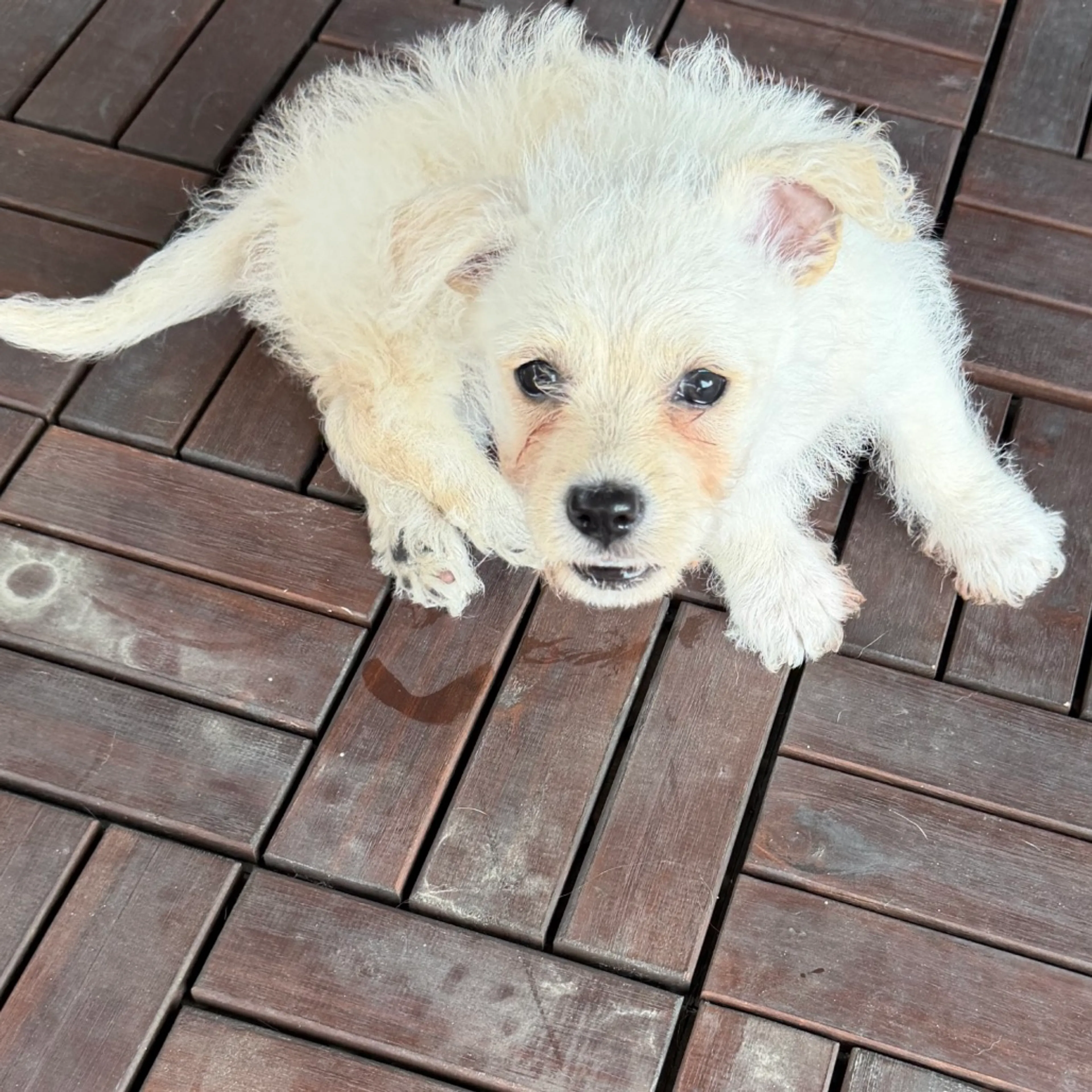 Found pet-13