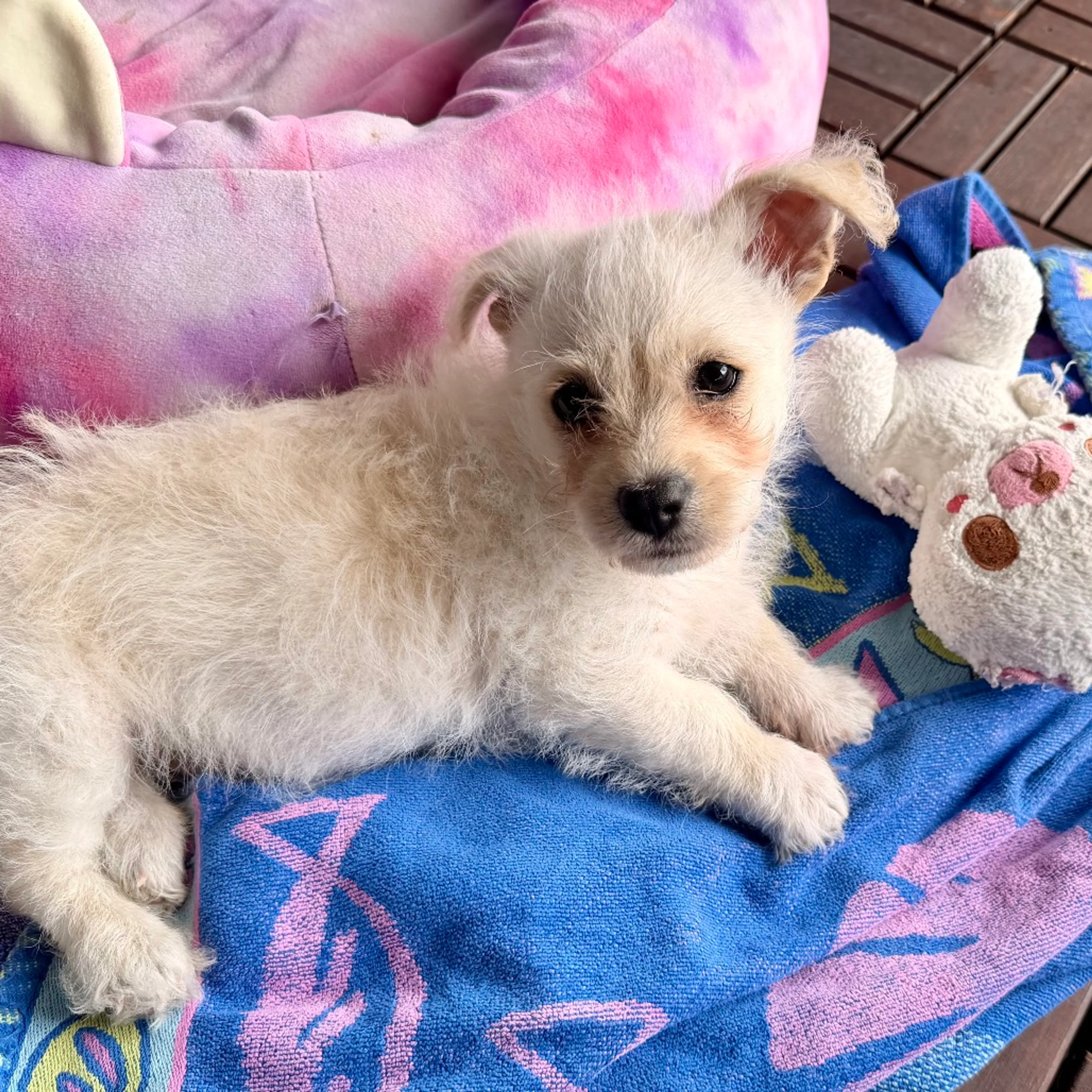 Found pet-2