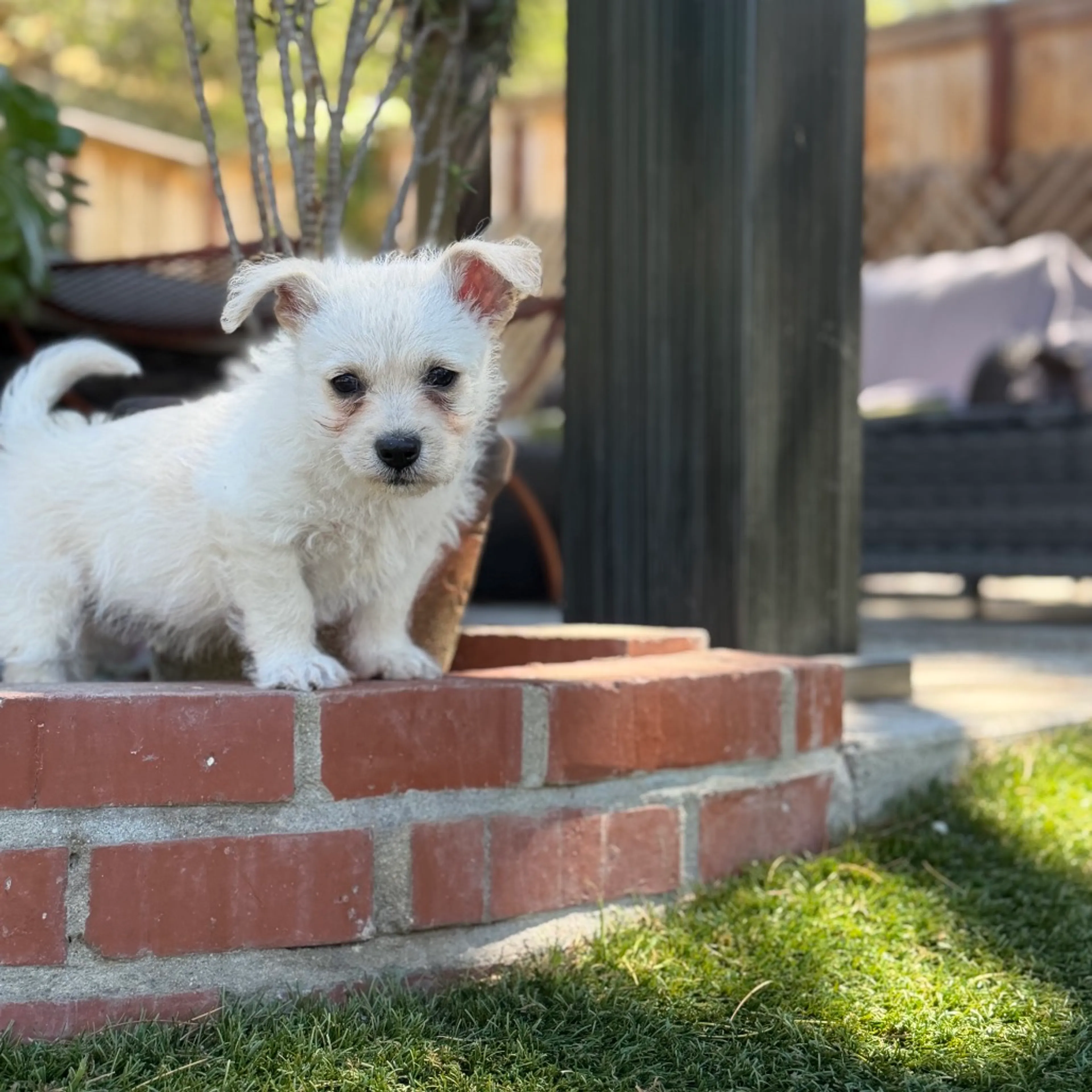 Found pet-5