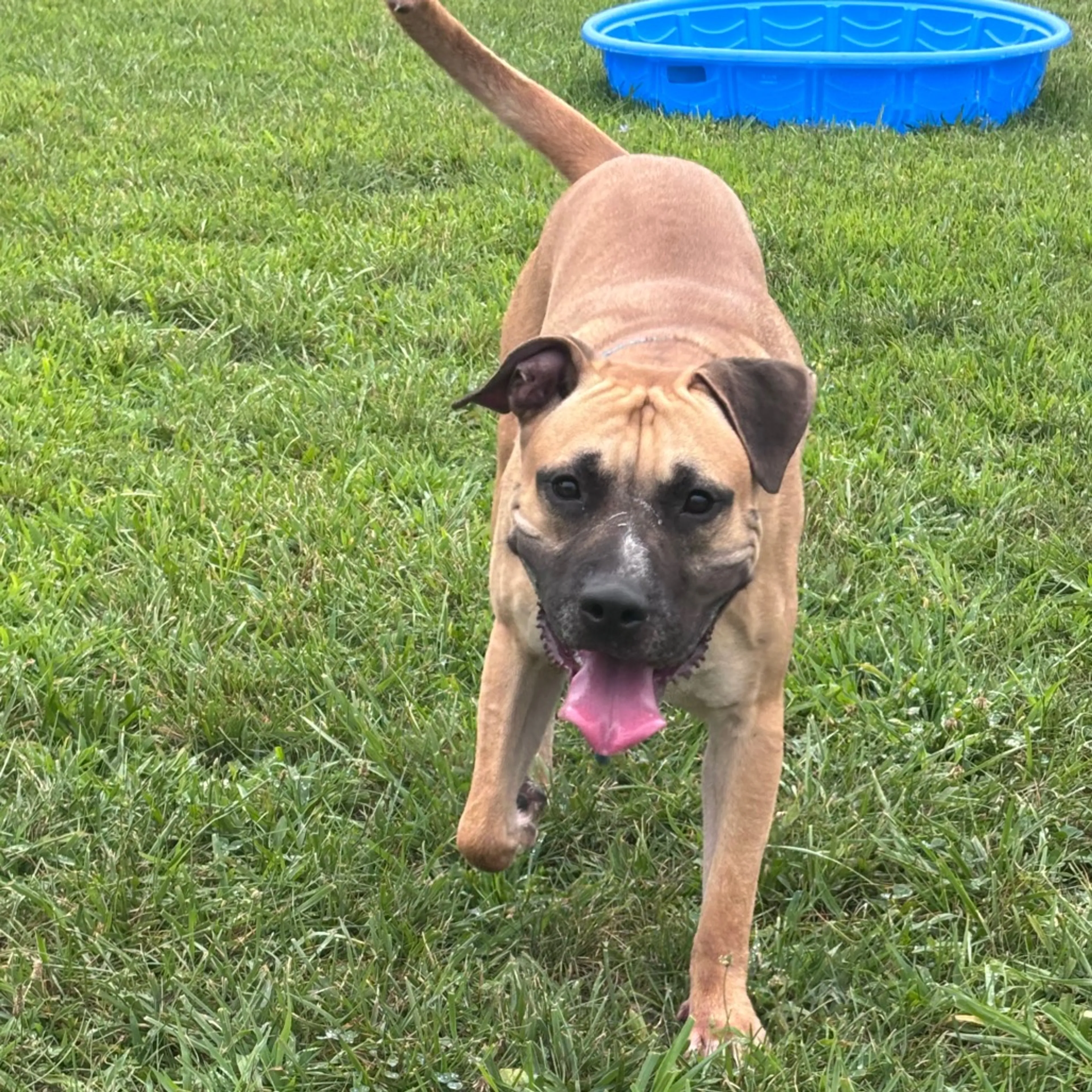 cdn image
