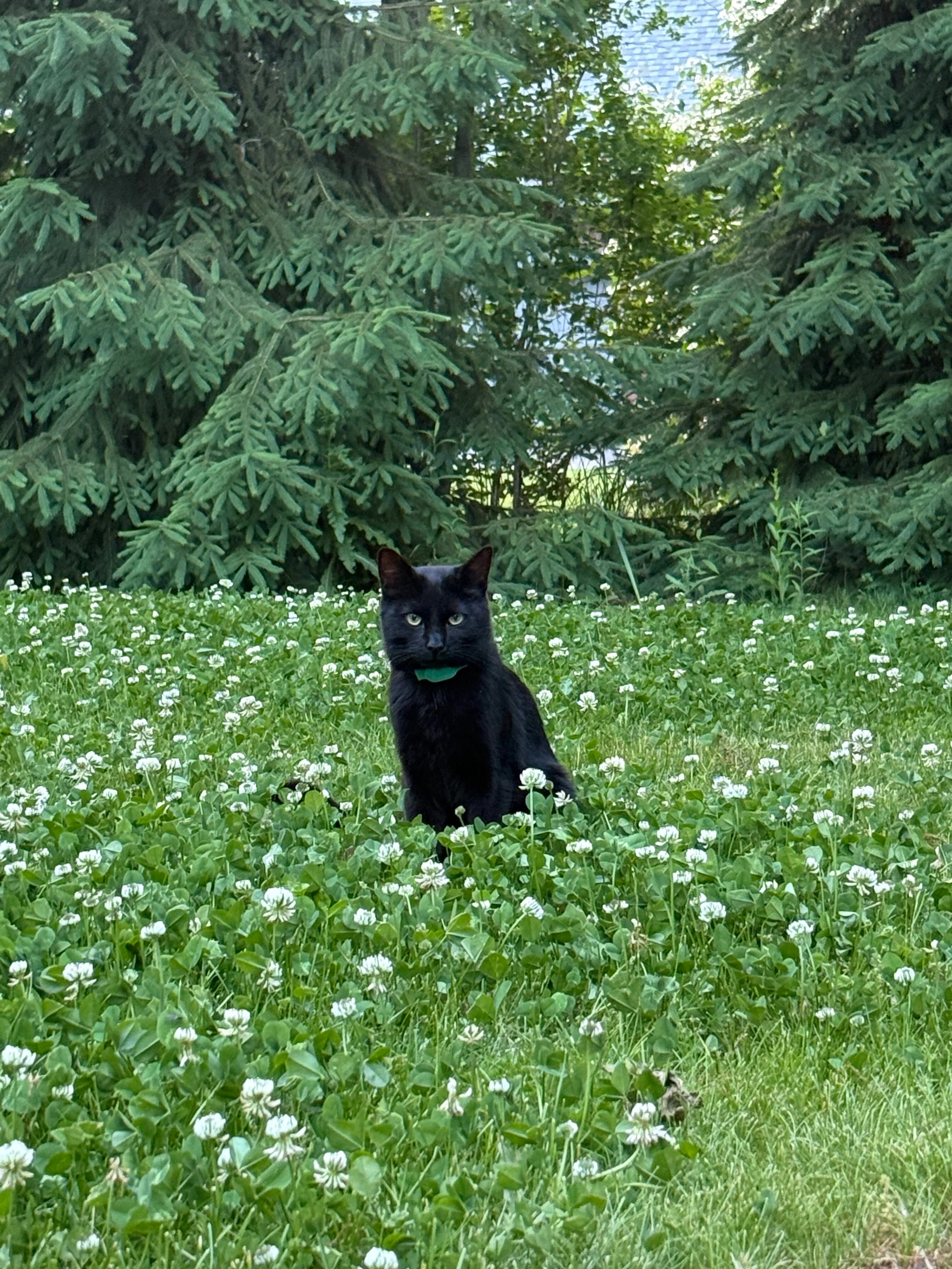 Lost pet