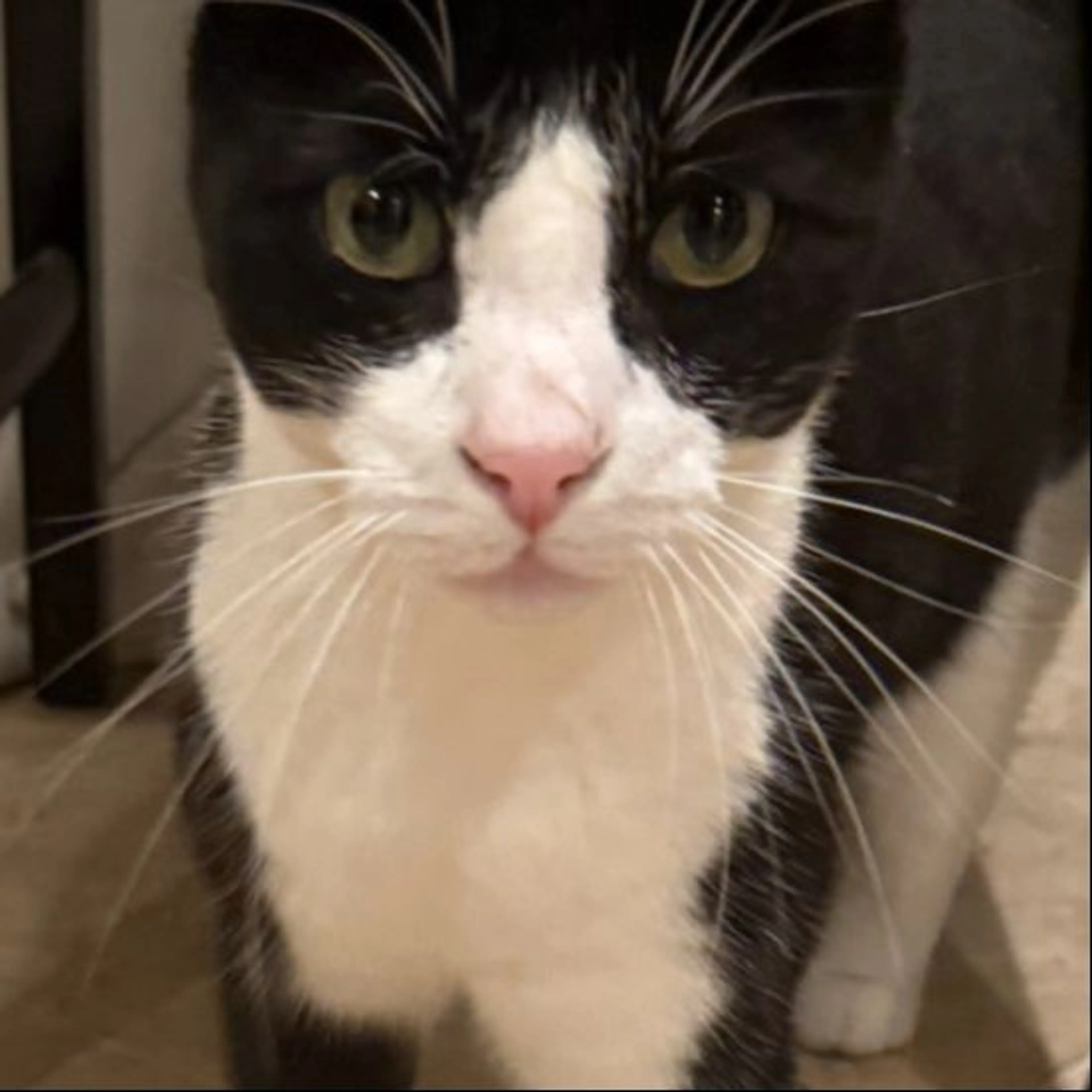 Lost pet-0