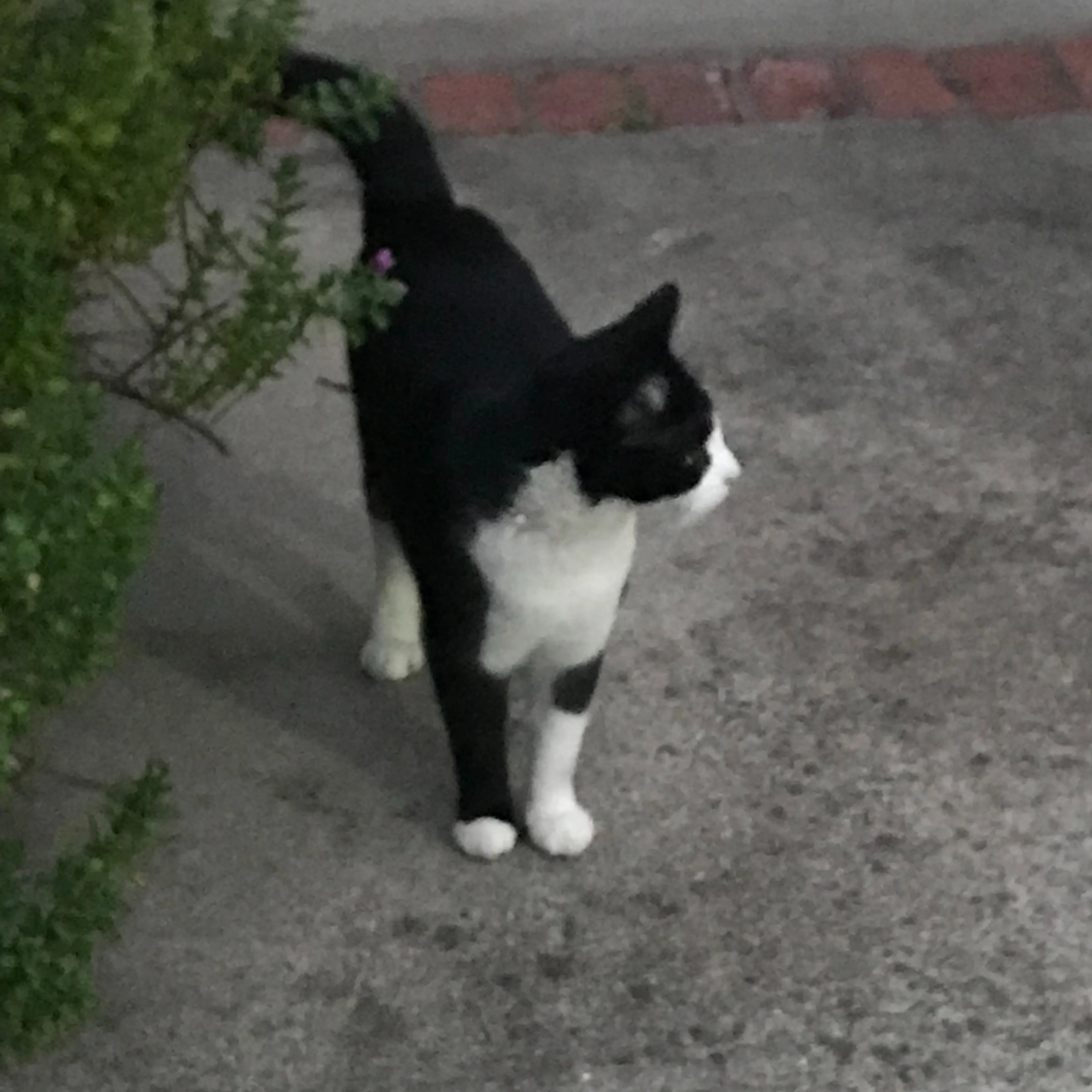 Lost pet-2