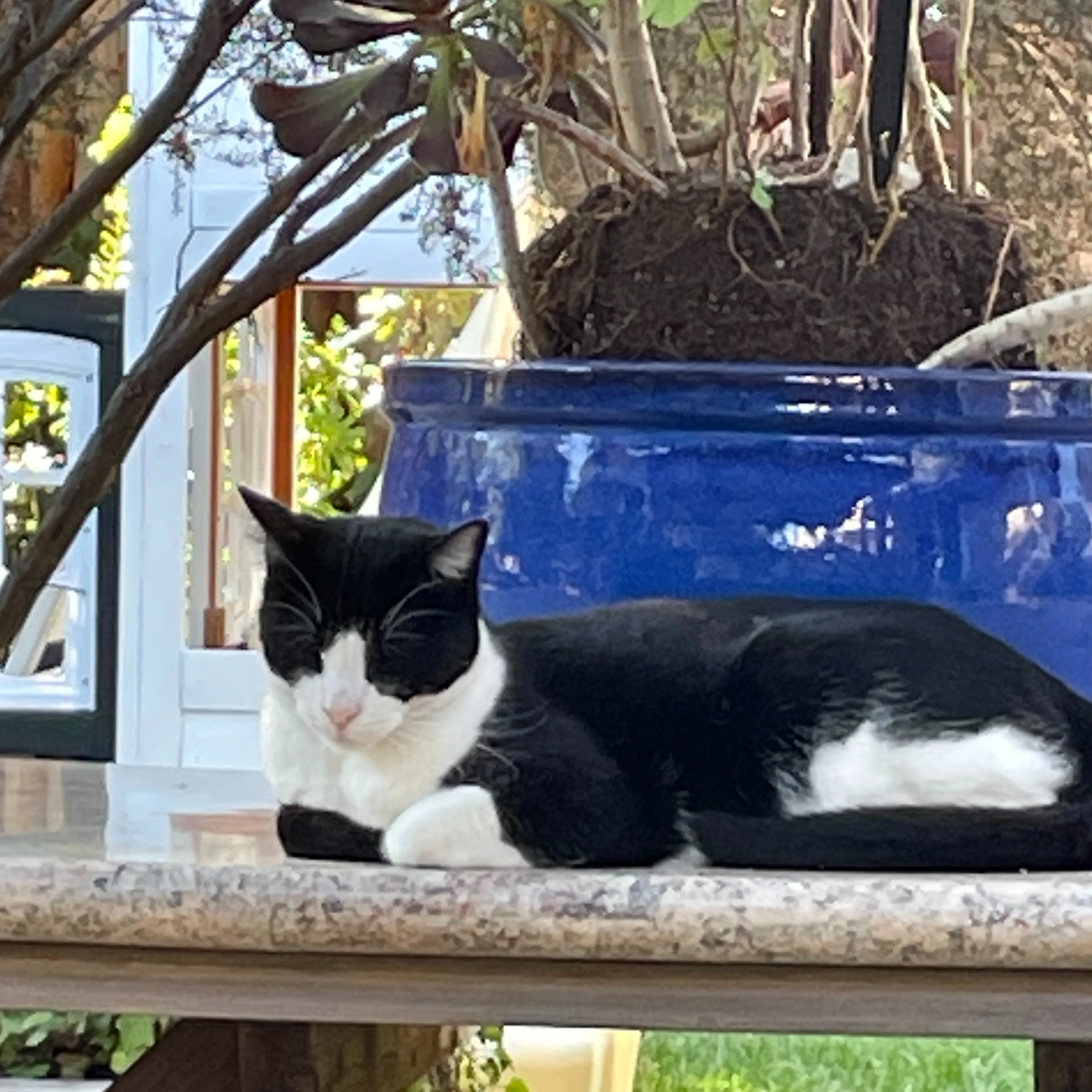 Lost pet-1