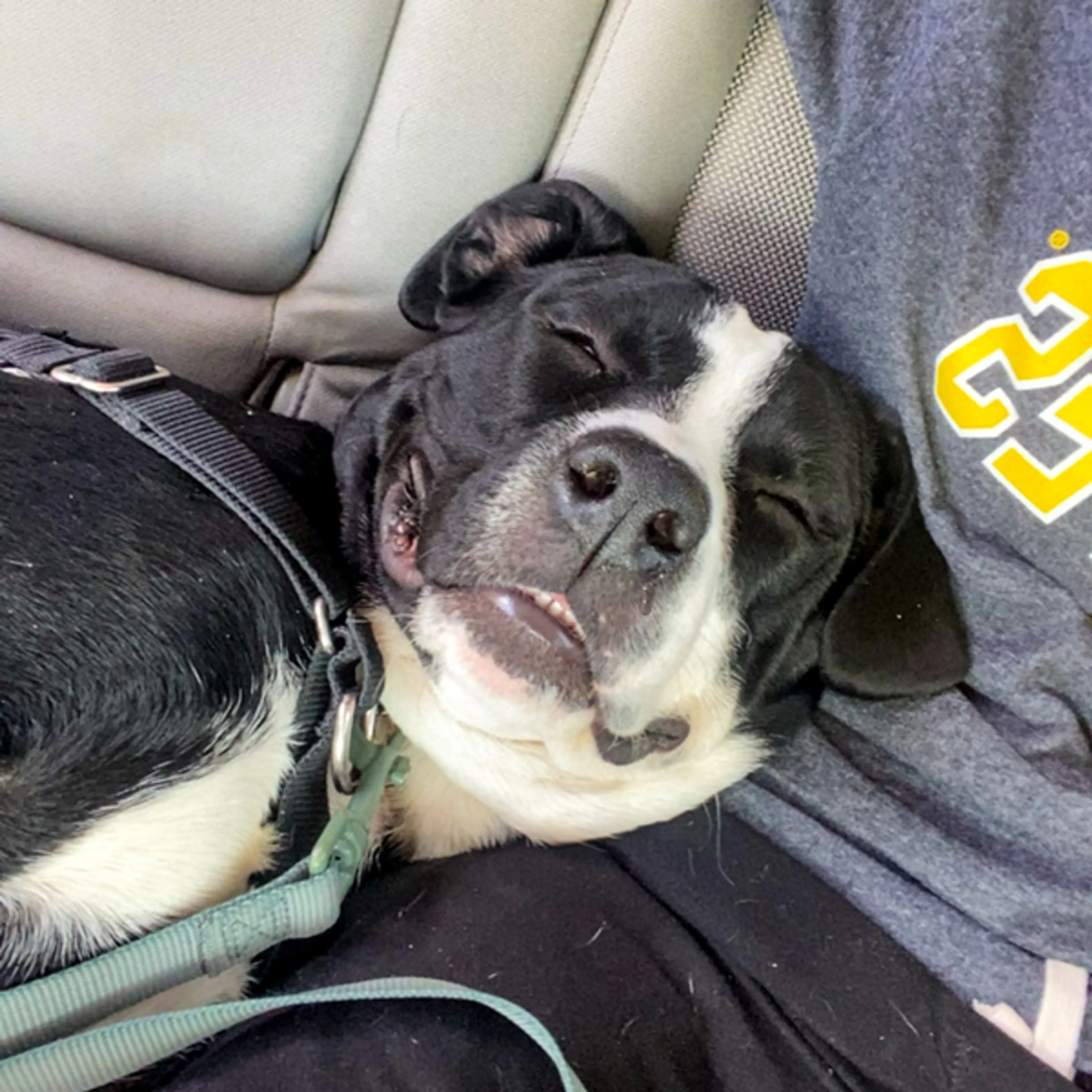 Found pet-4
