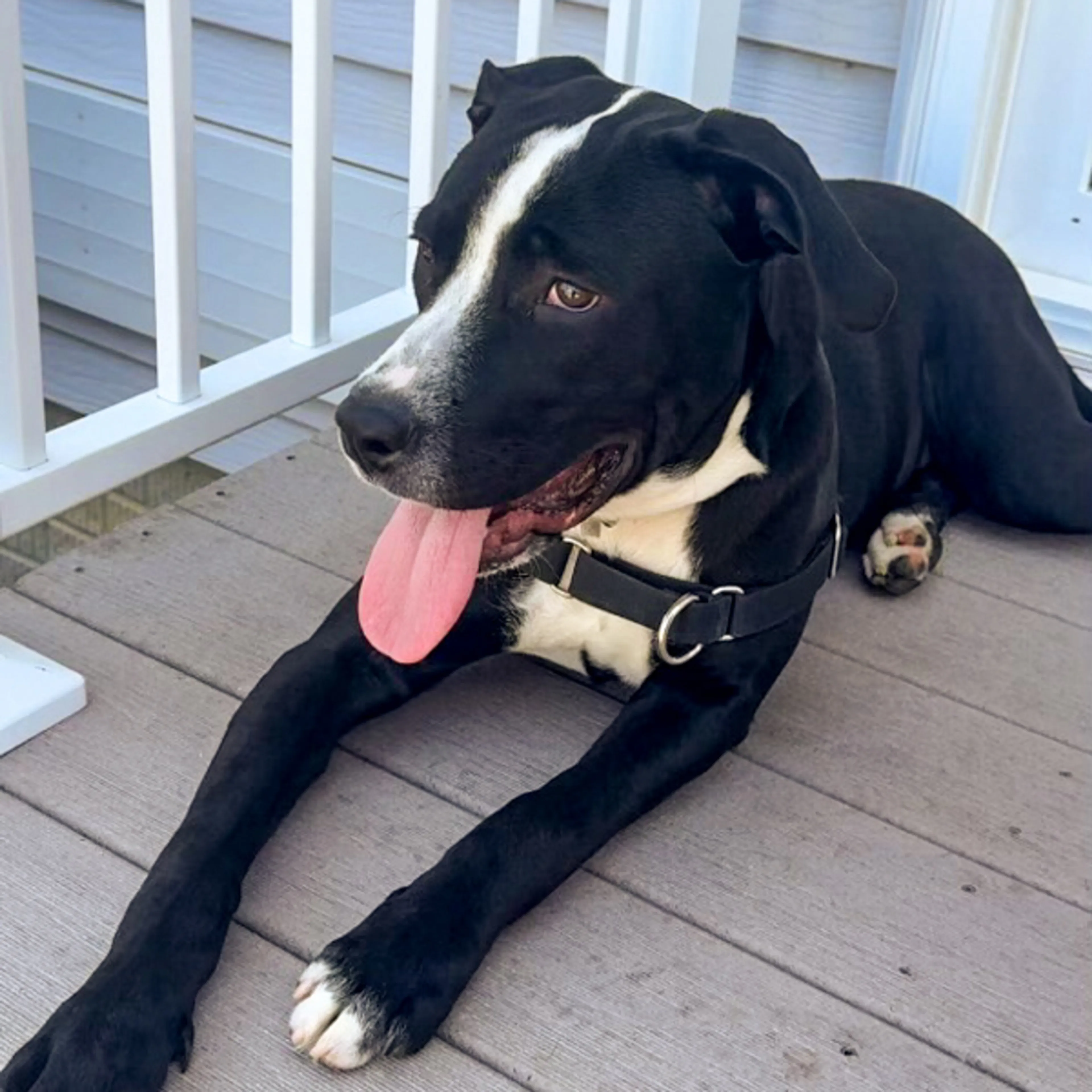 Found pet-2