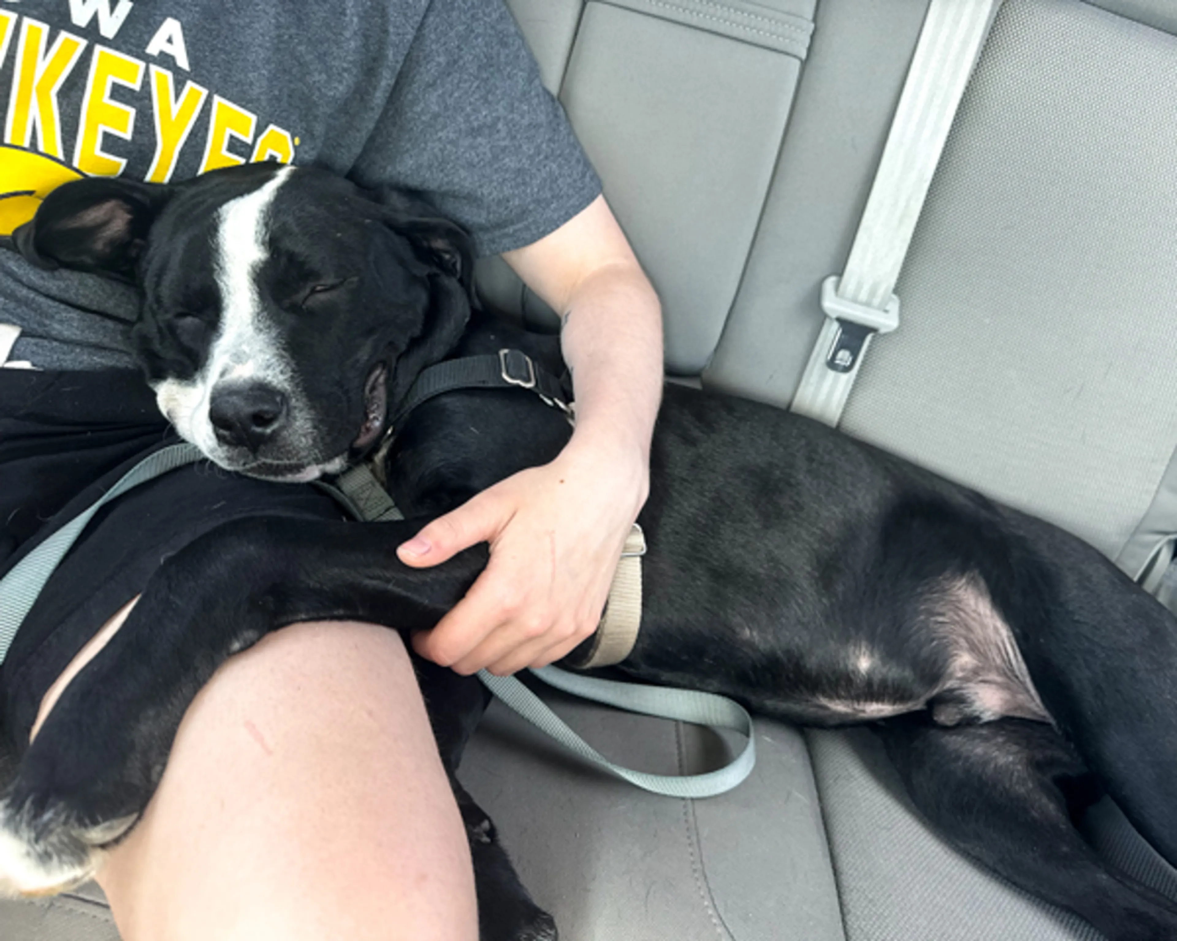 Found pet-3