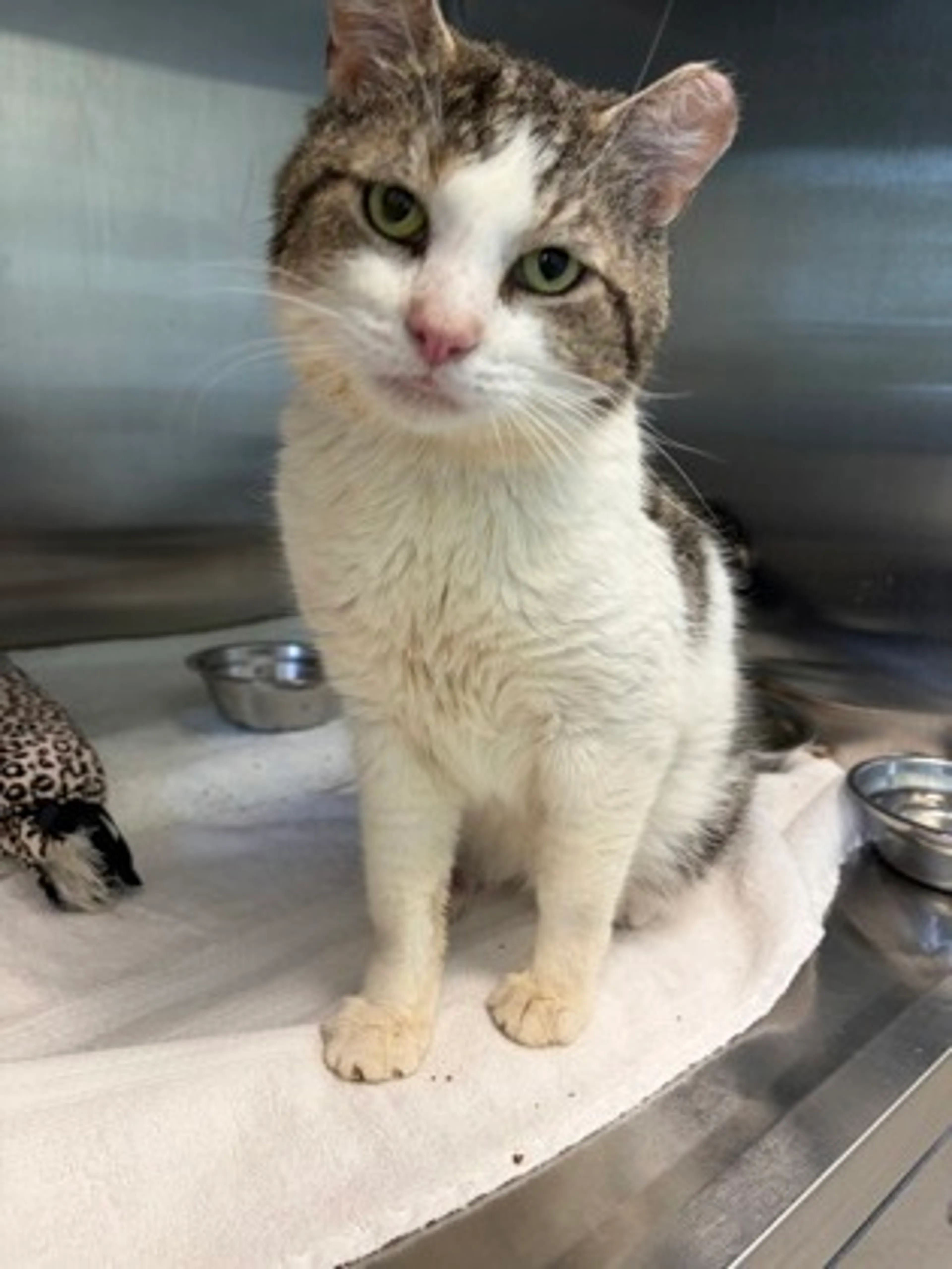Found pet