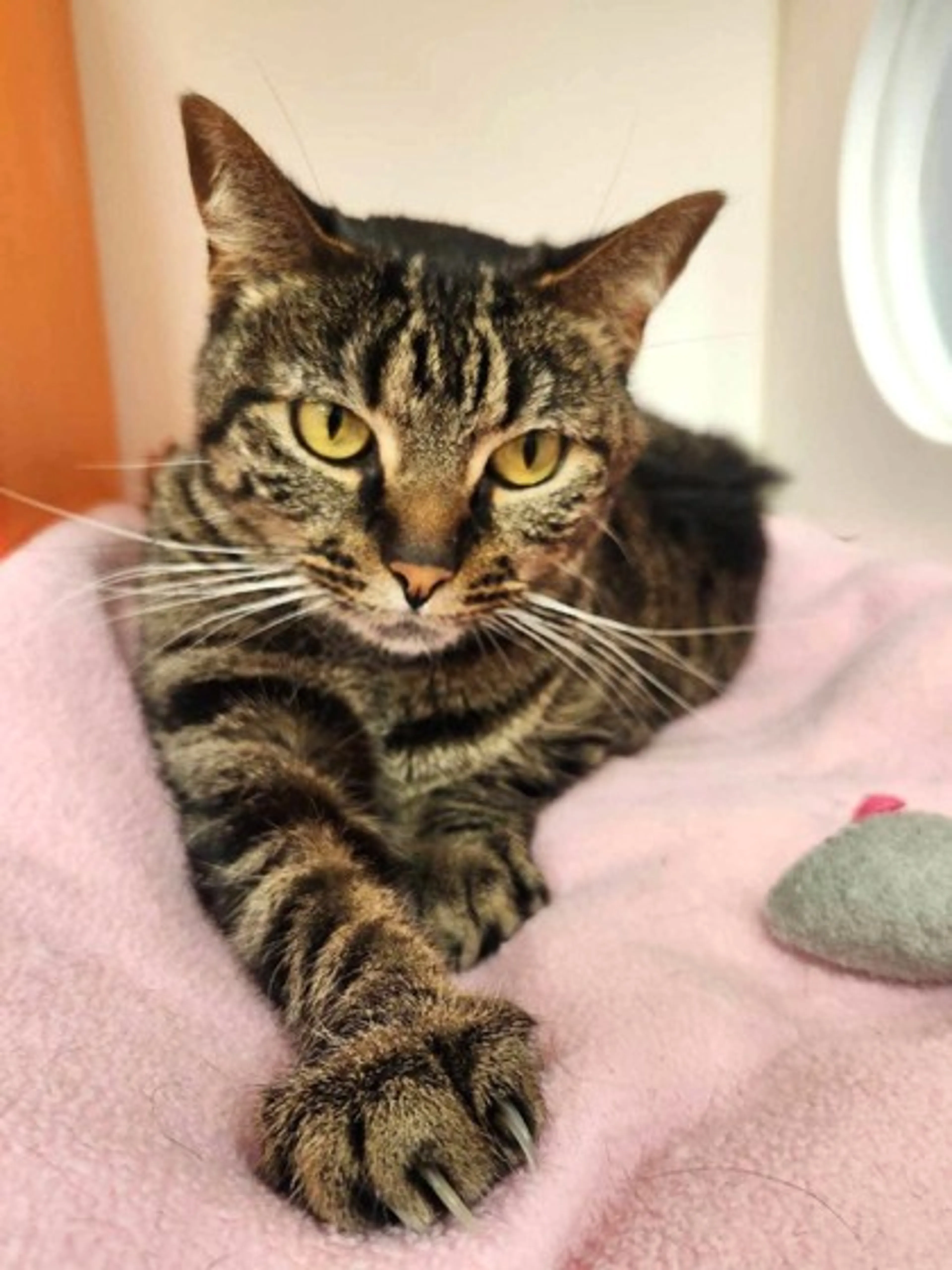 Found pet-1