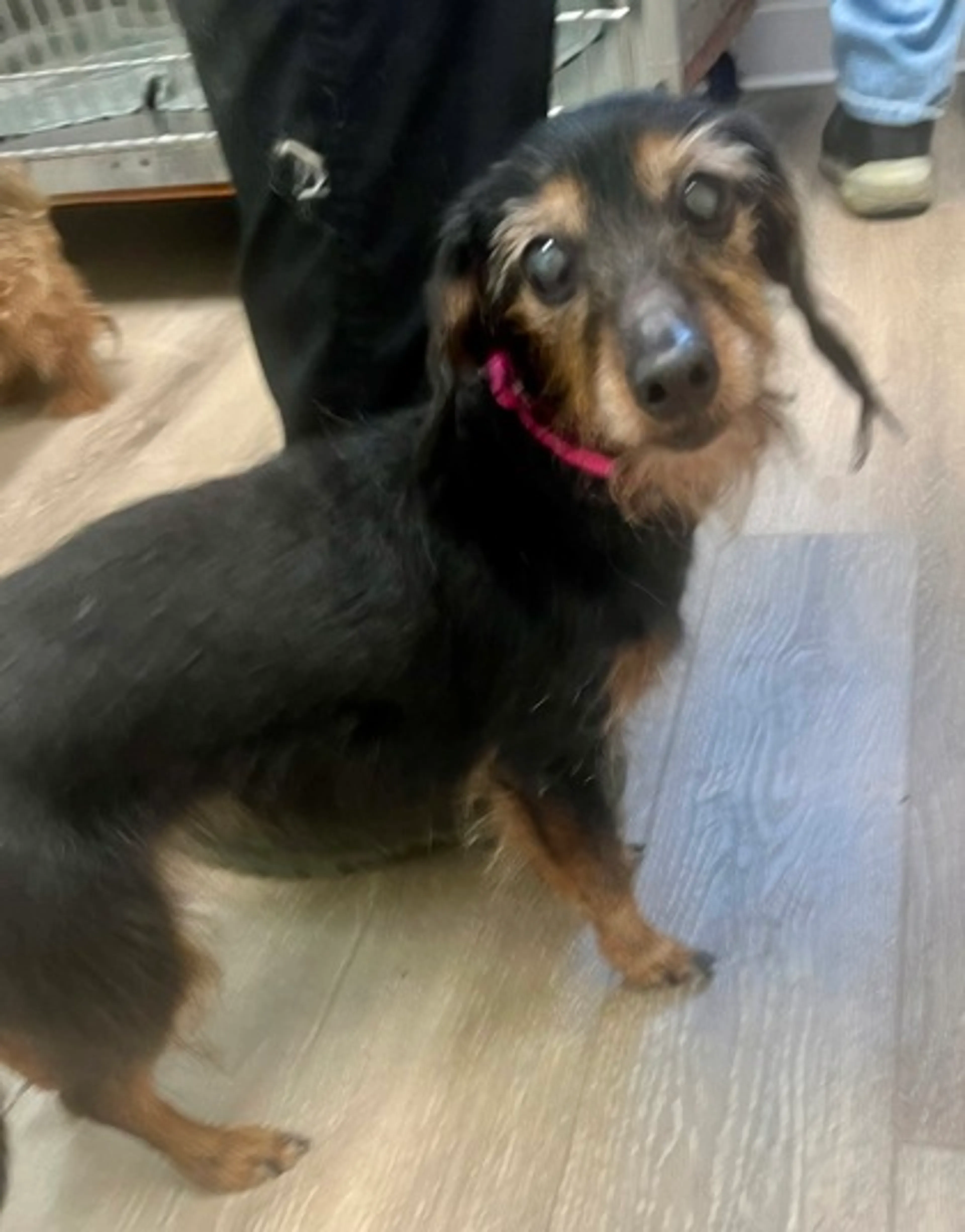 Found pet-2