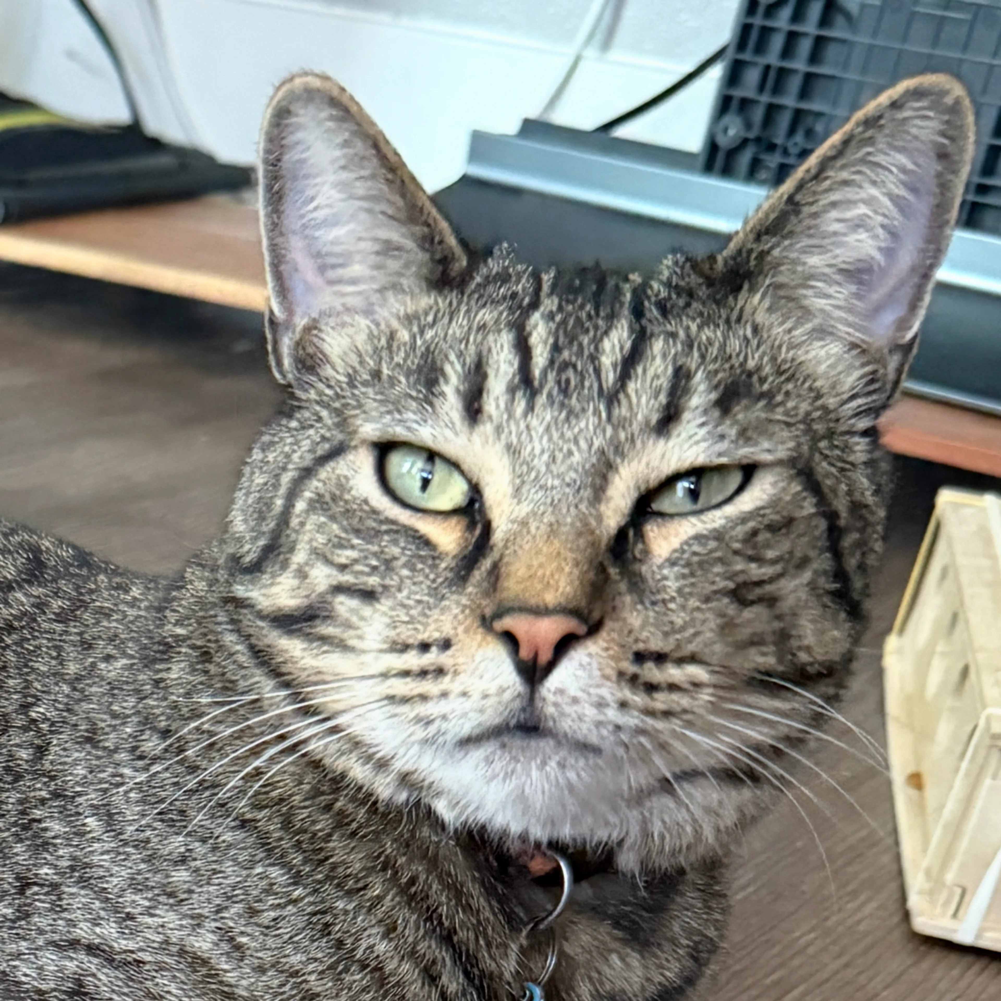 Lost pet-2