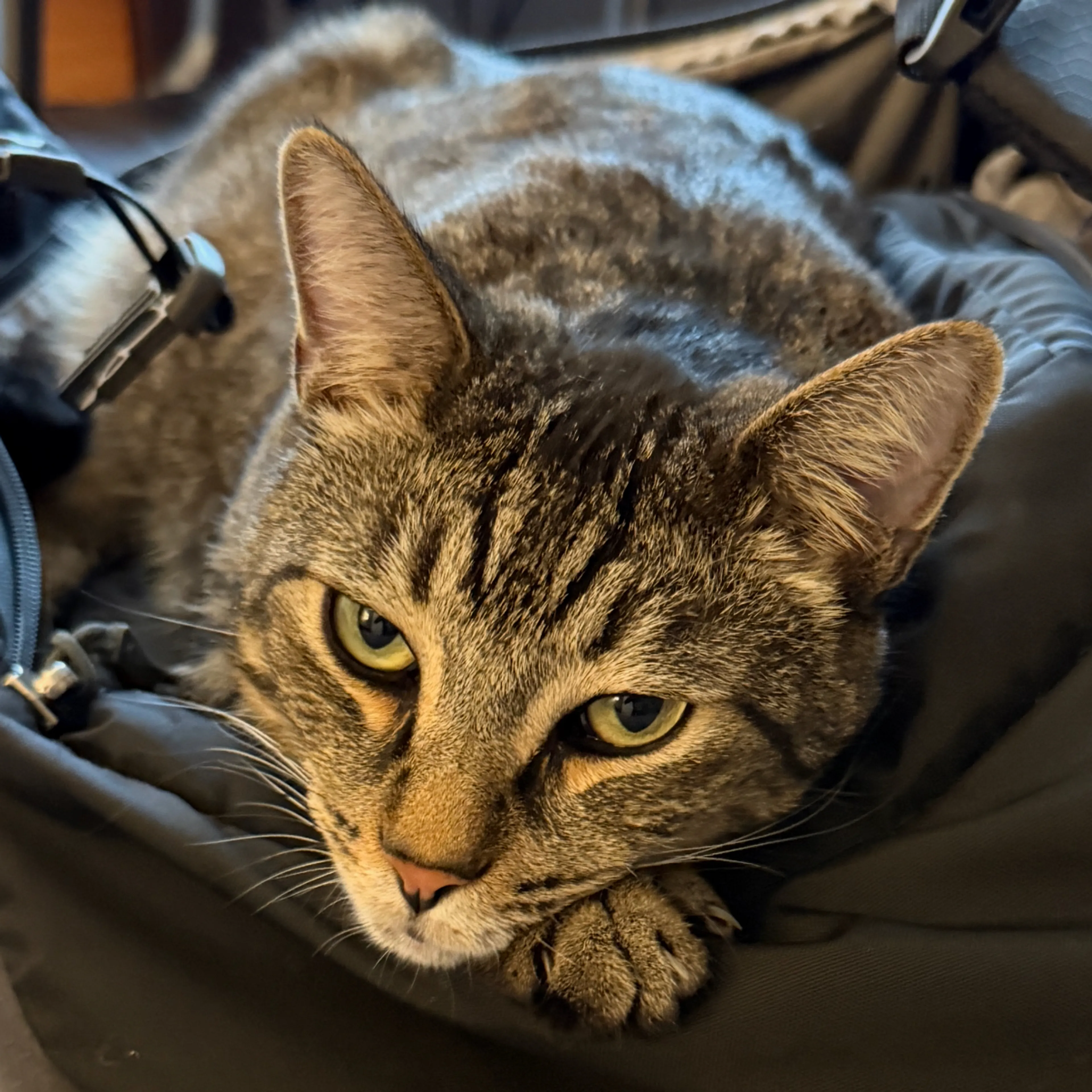 Lost pet-3