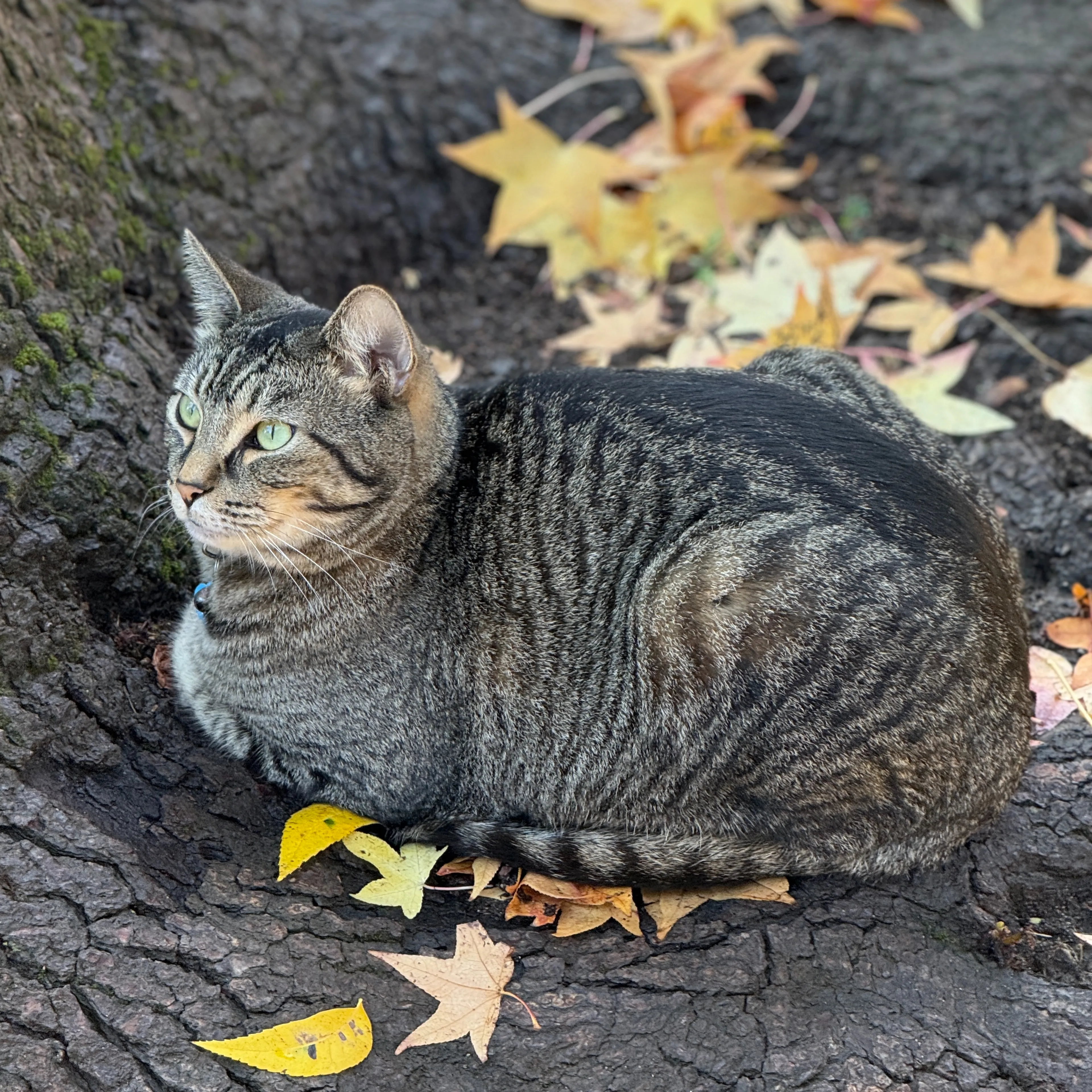 Lost pet-1