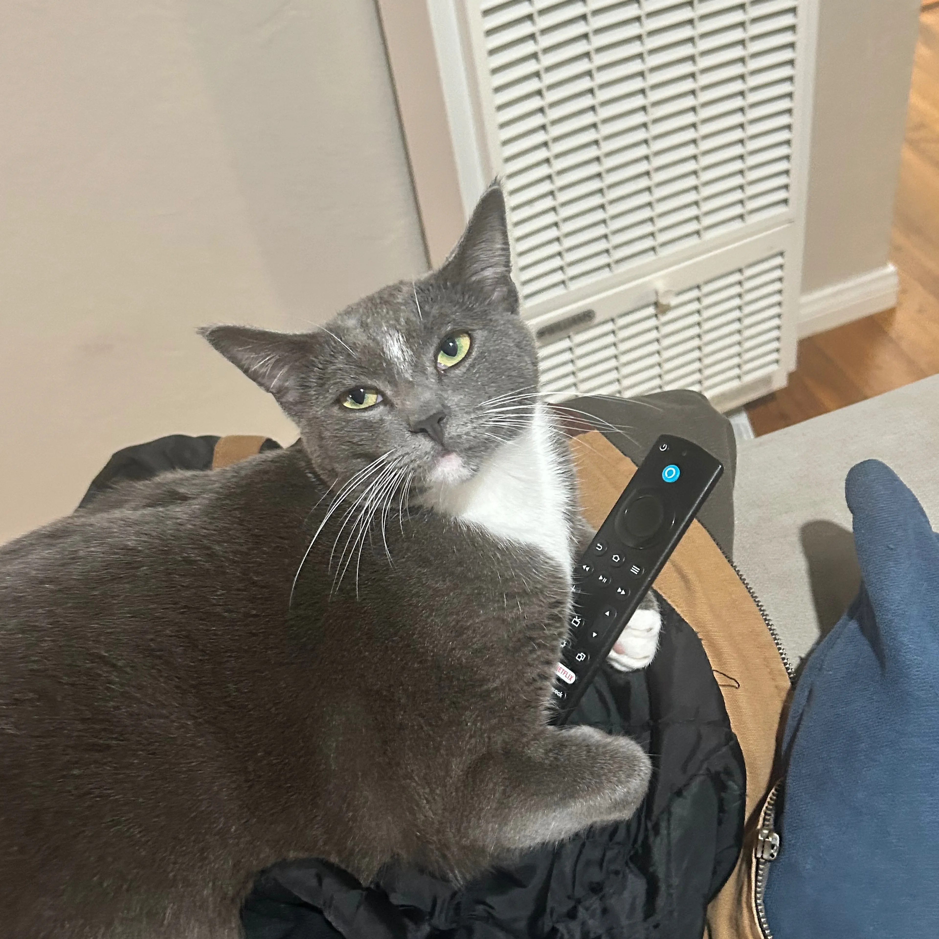 Lost pet-2