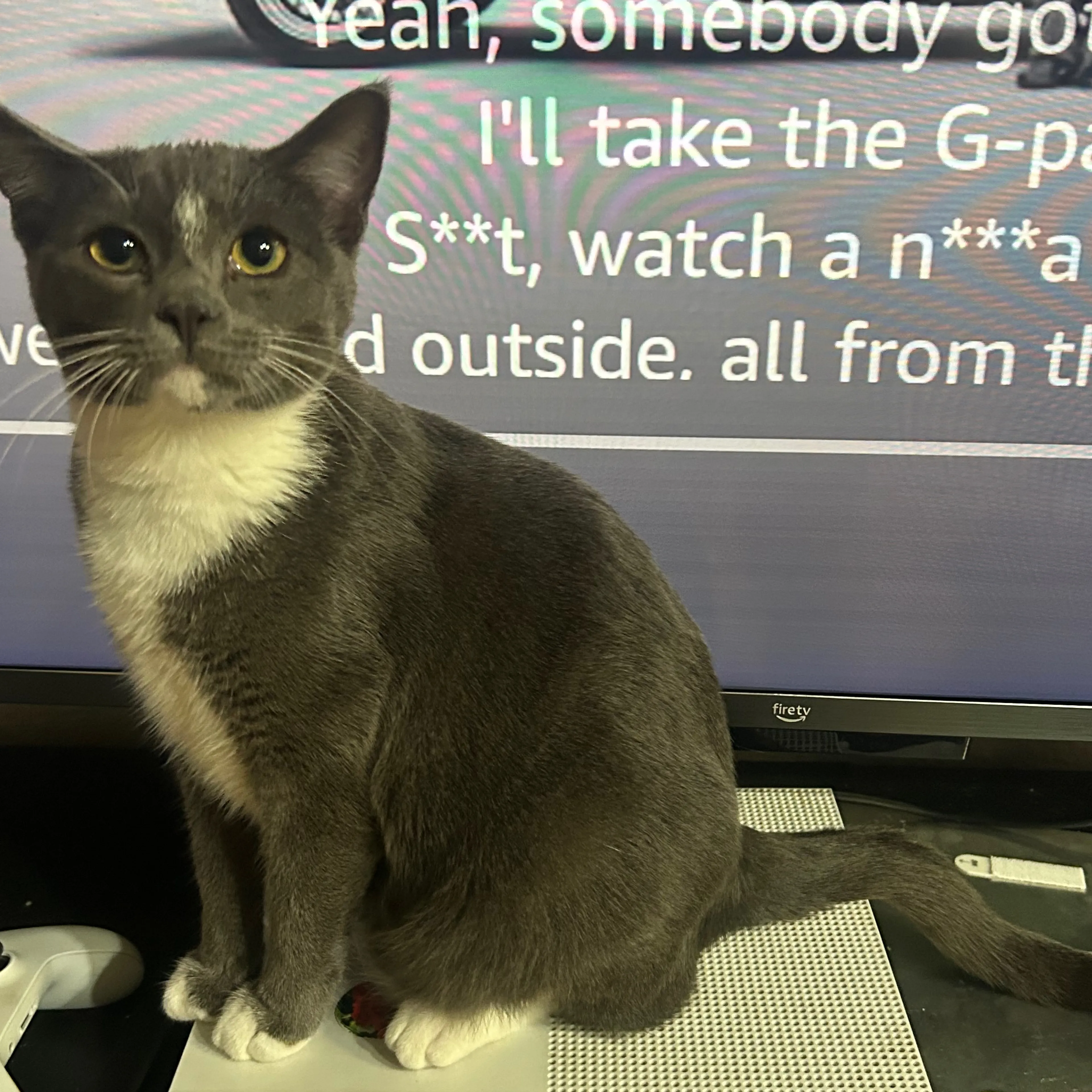 Lost pet-3