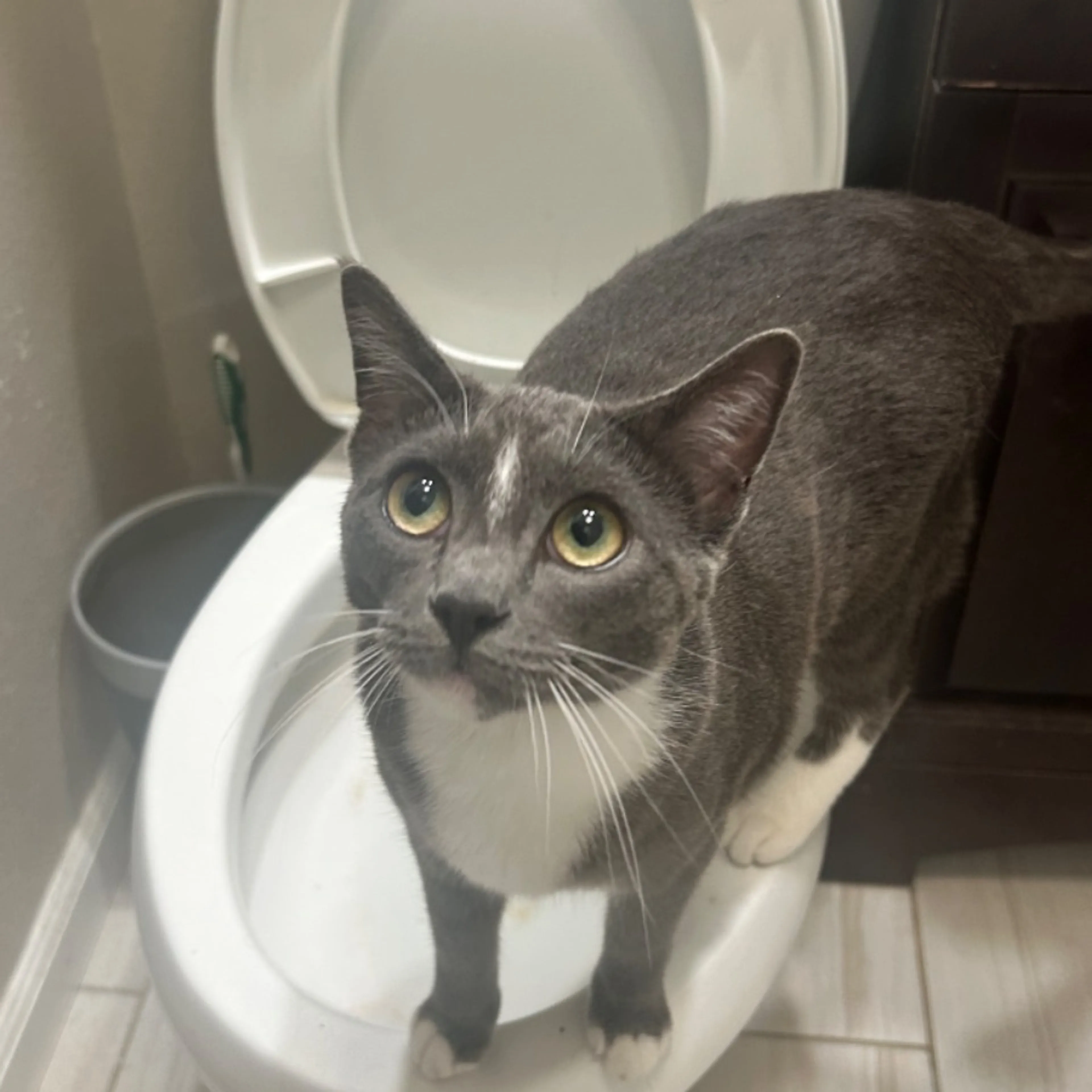 Lost pet-0
