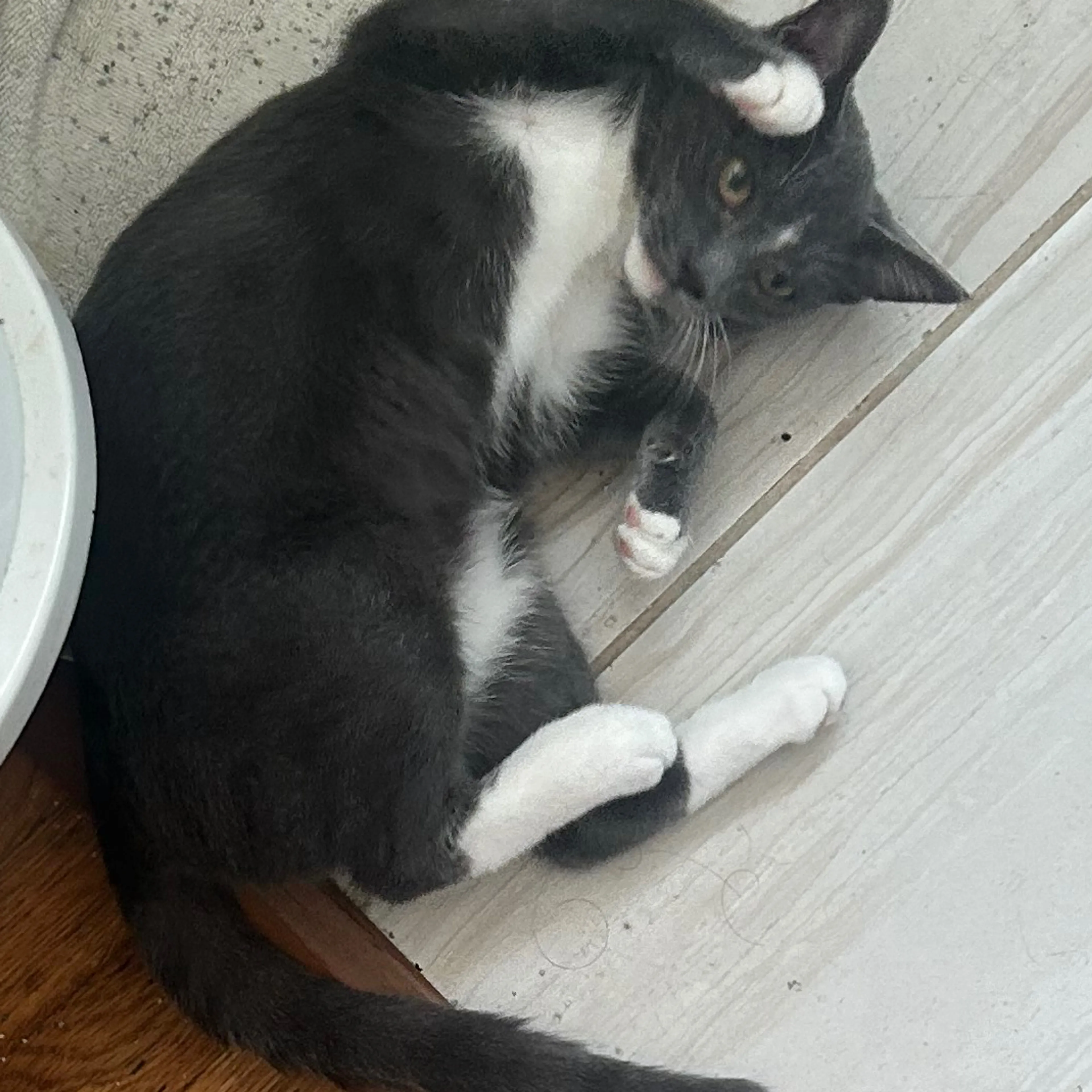 Lost pet-1