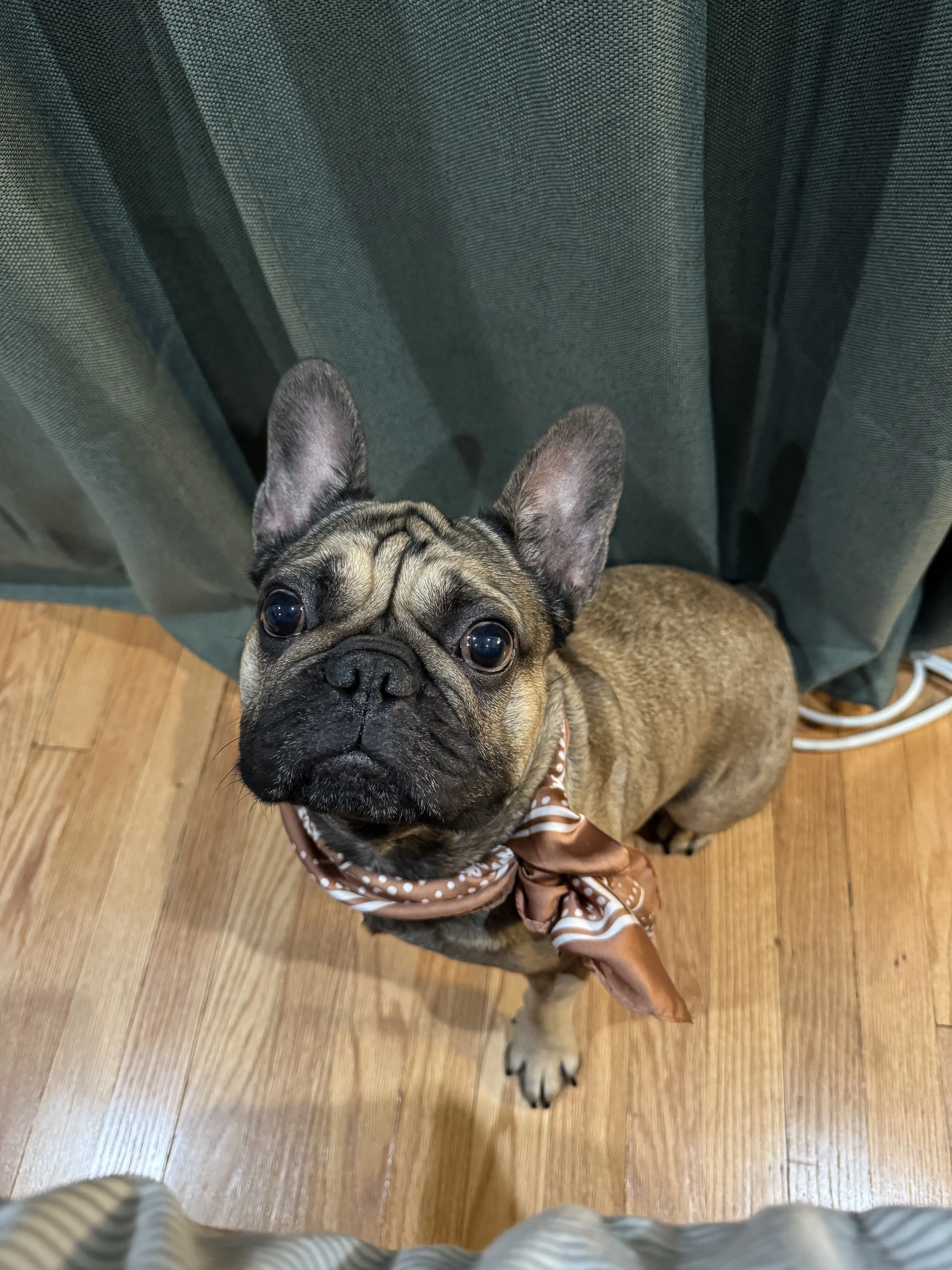 Lost pet