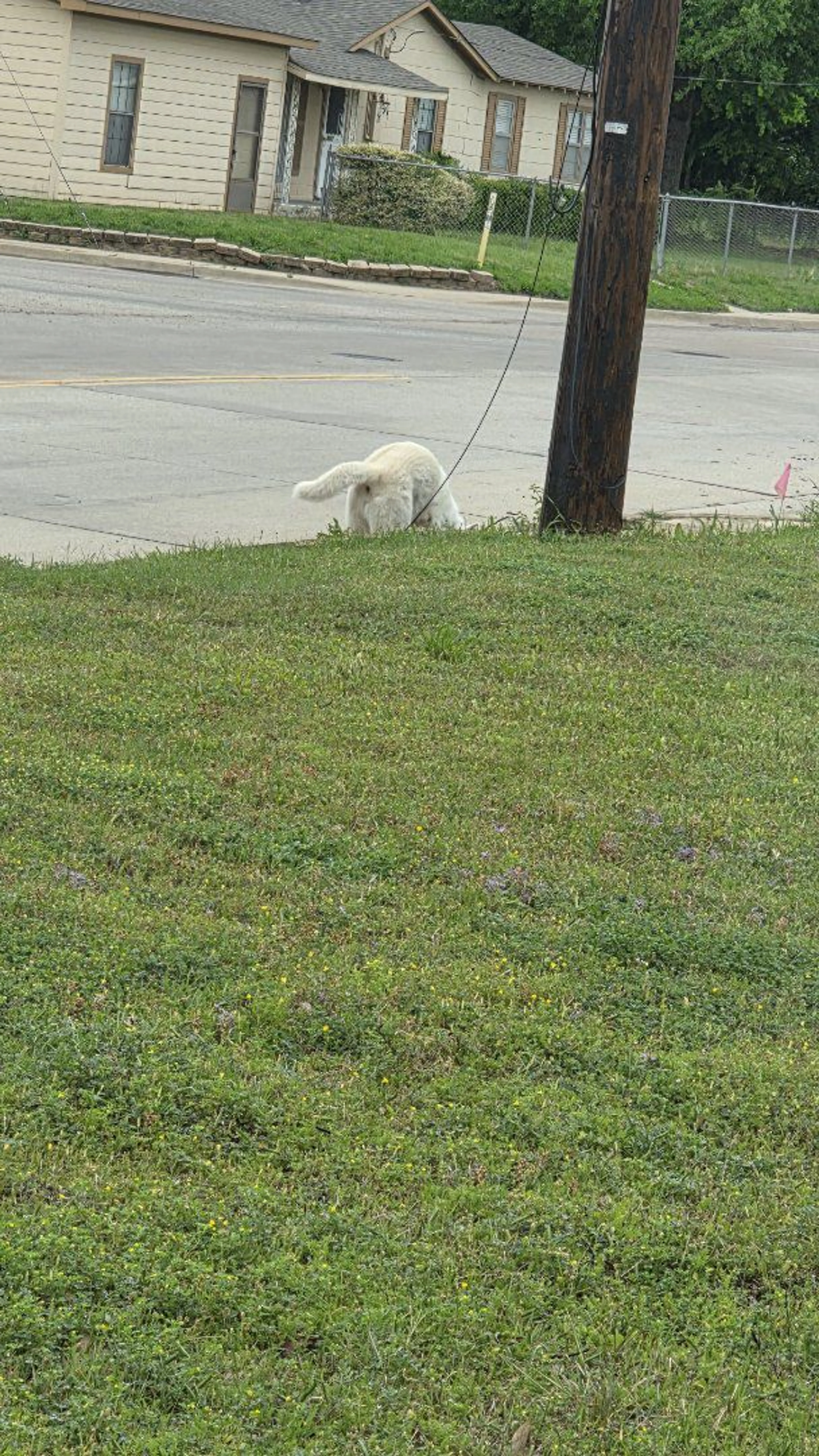 Lost pet-2