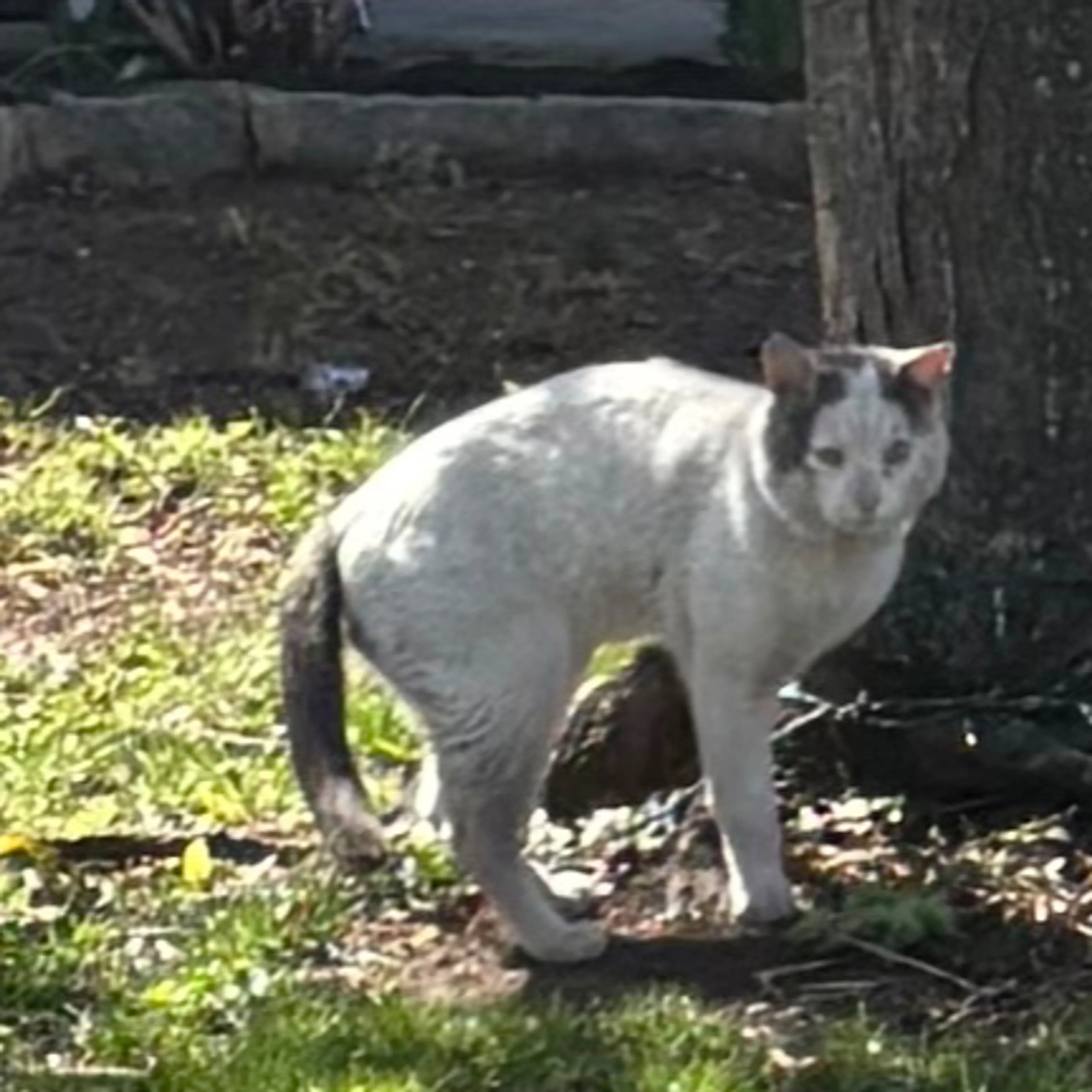 Found pet-1