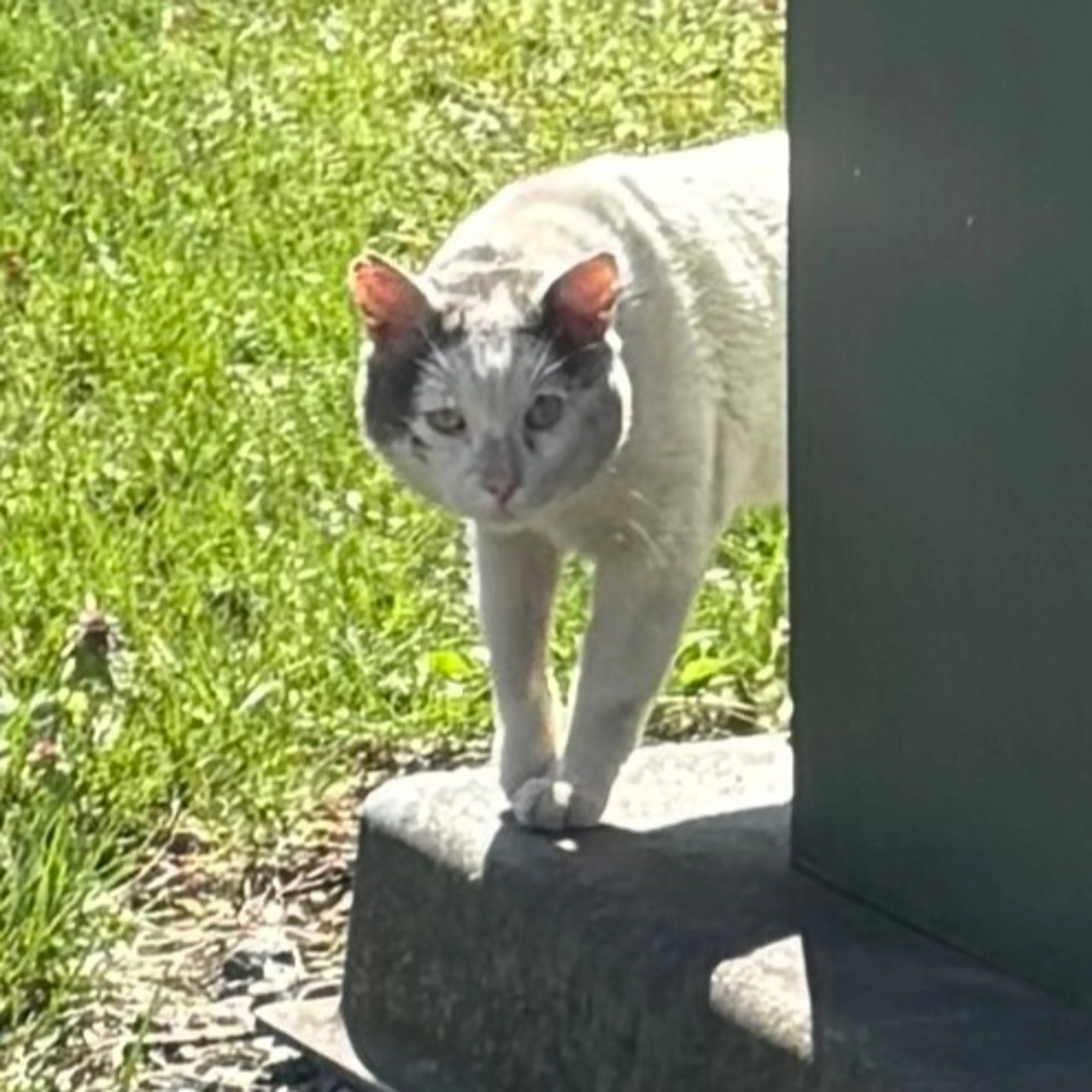 Found pet-0