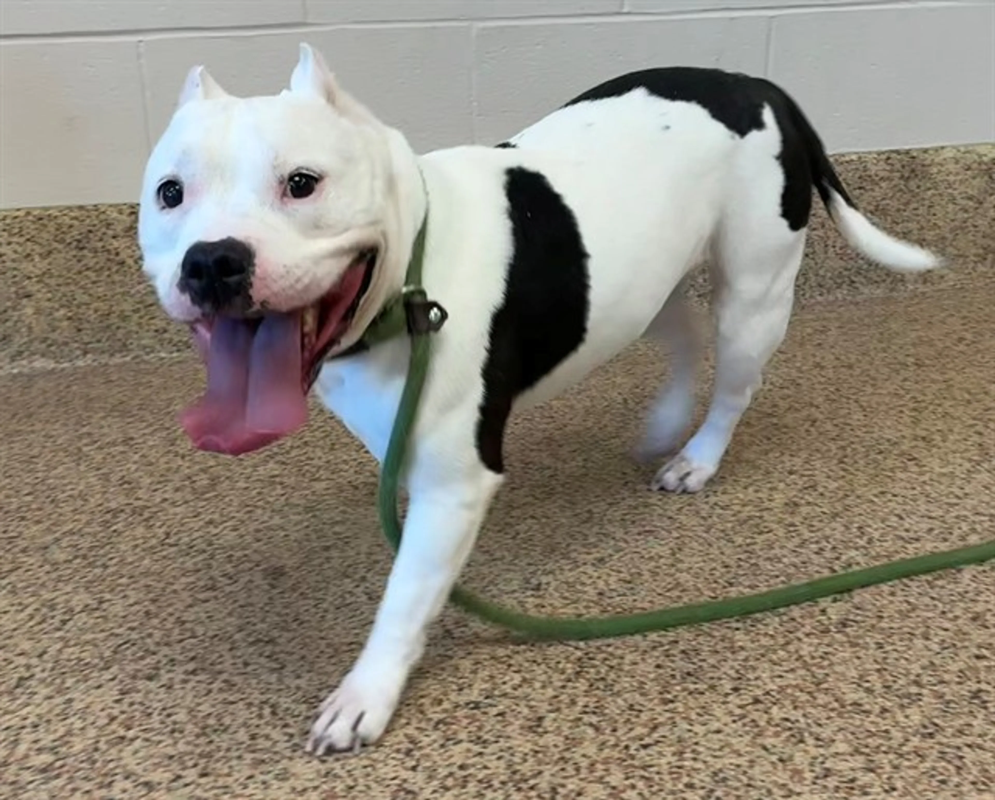 Found pet