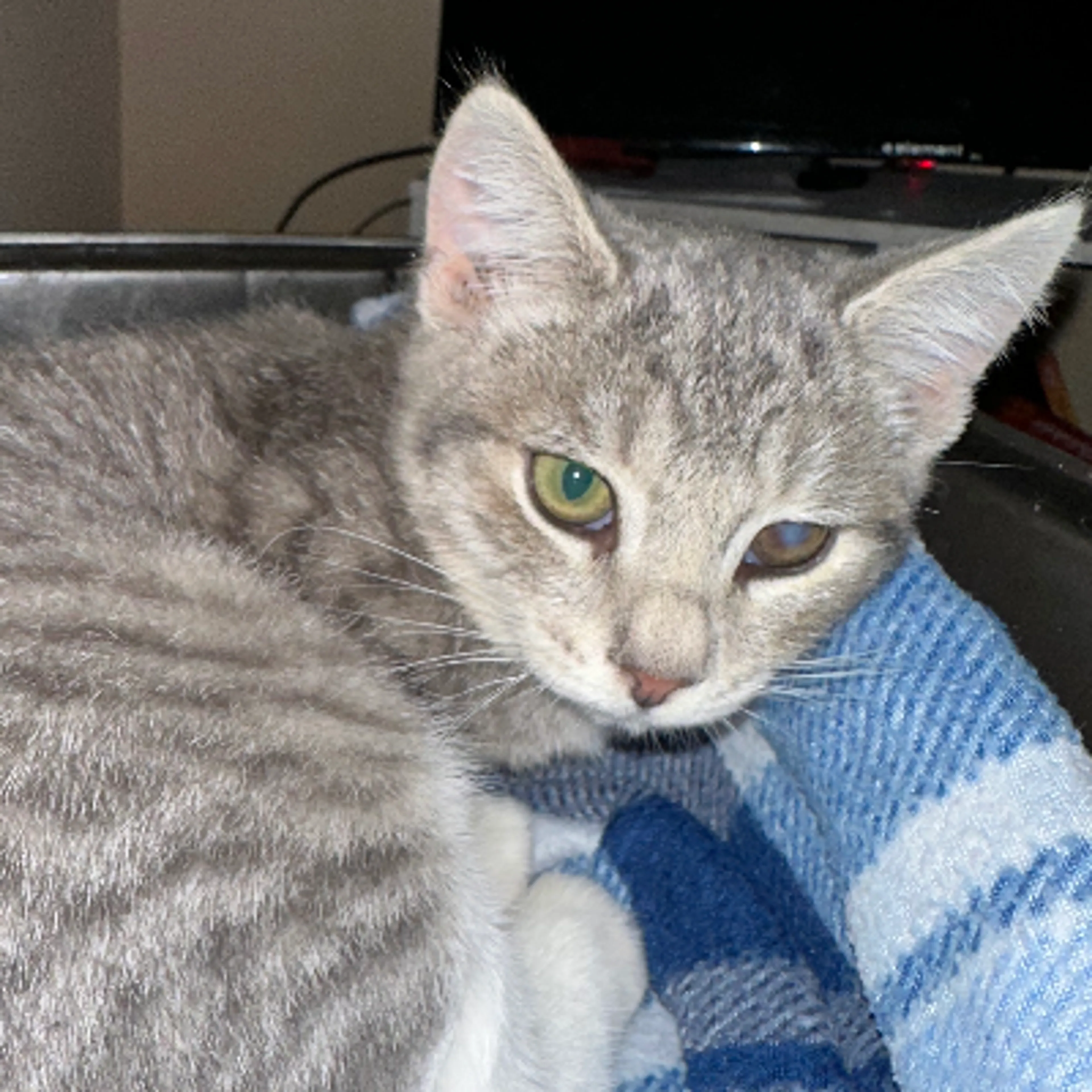 Lost pet