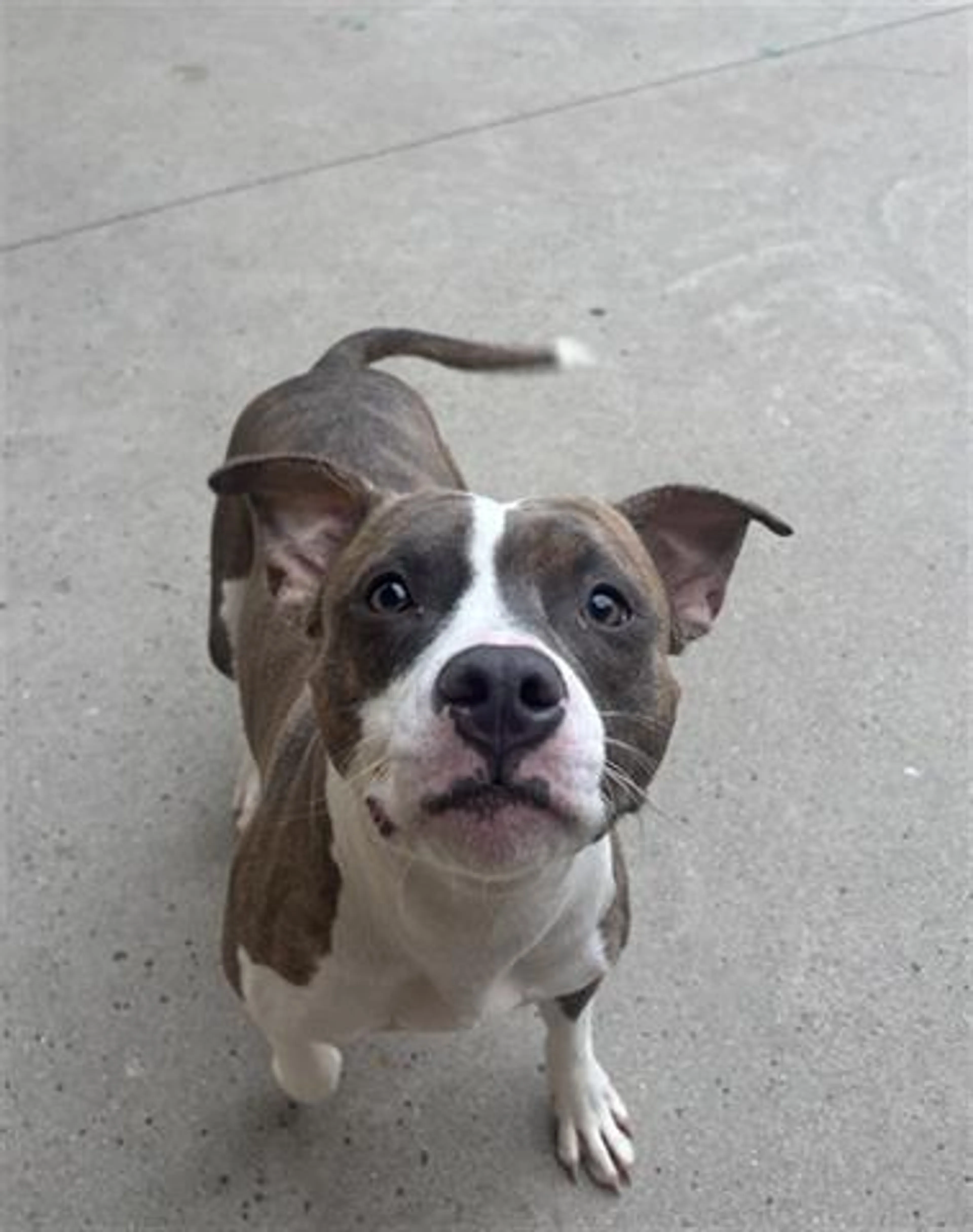 Found pet