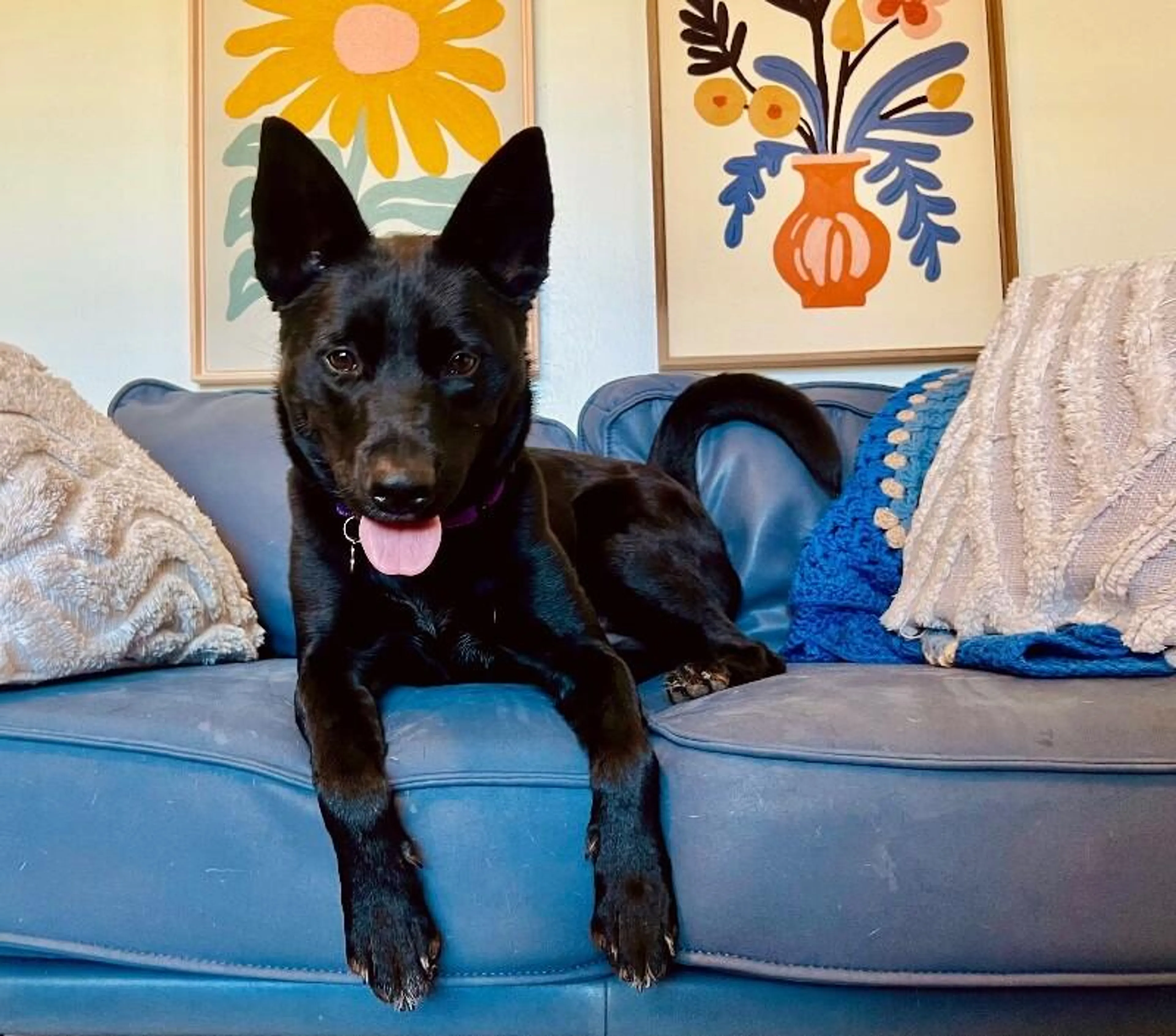 Found pet-2