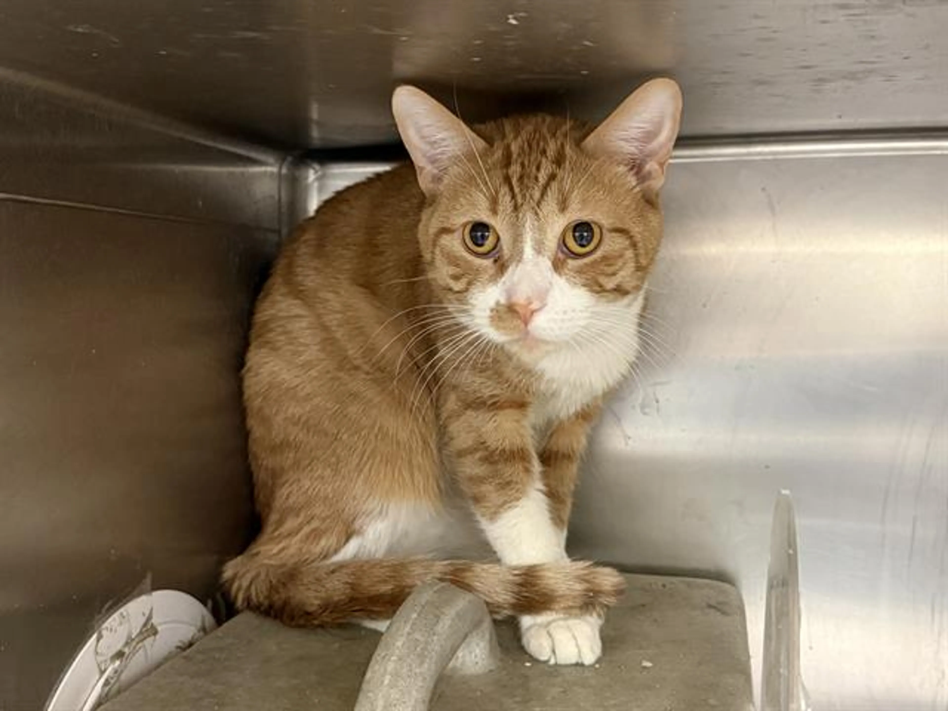 Found pet