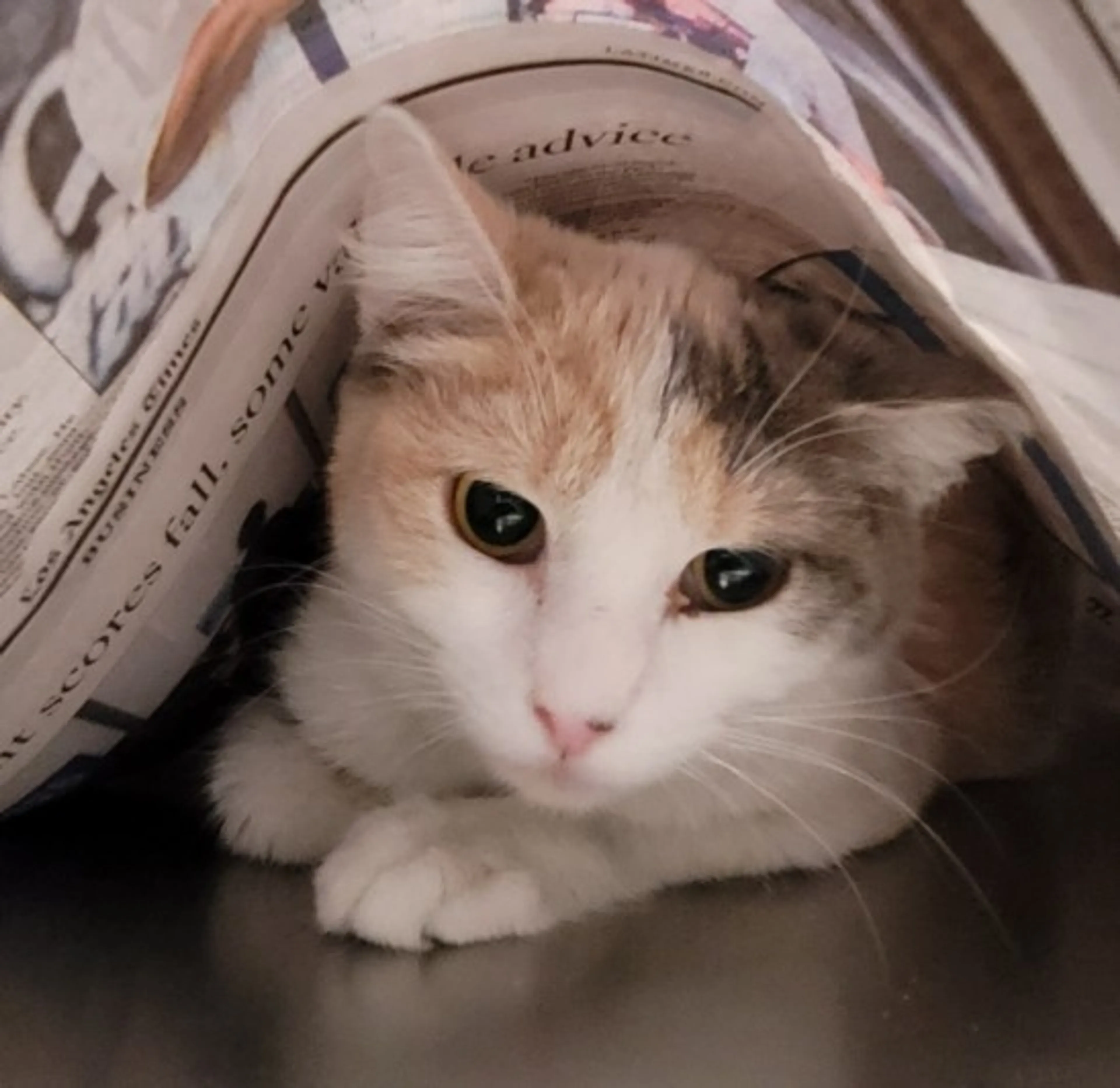 Found pet