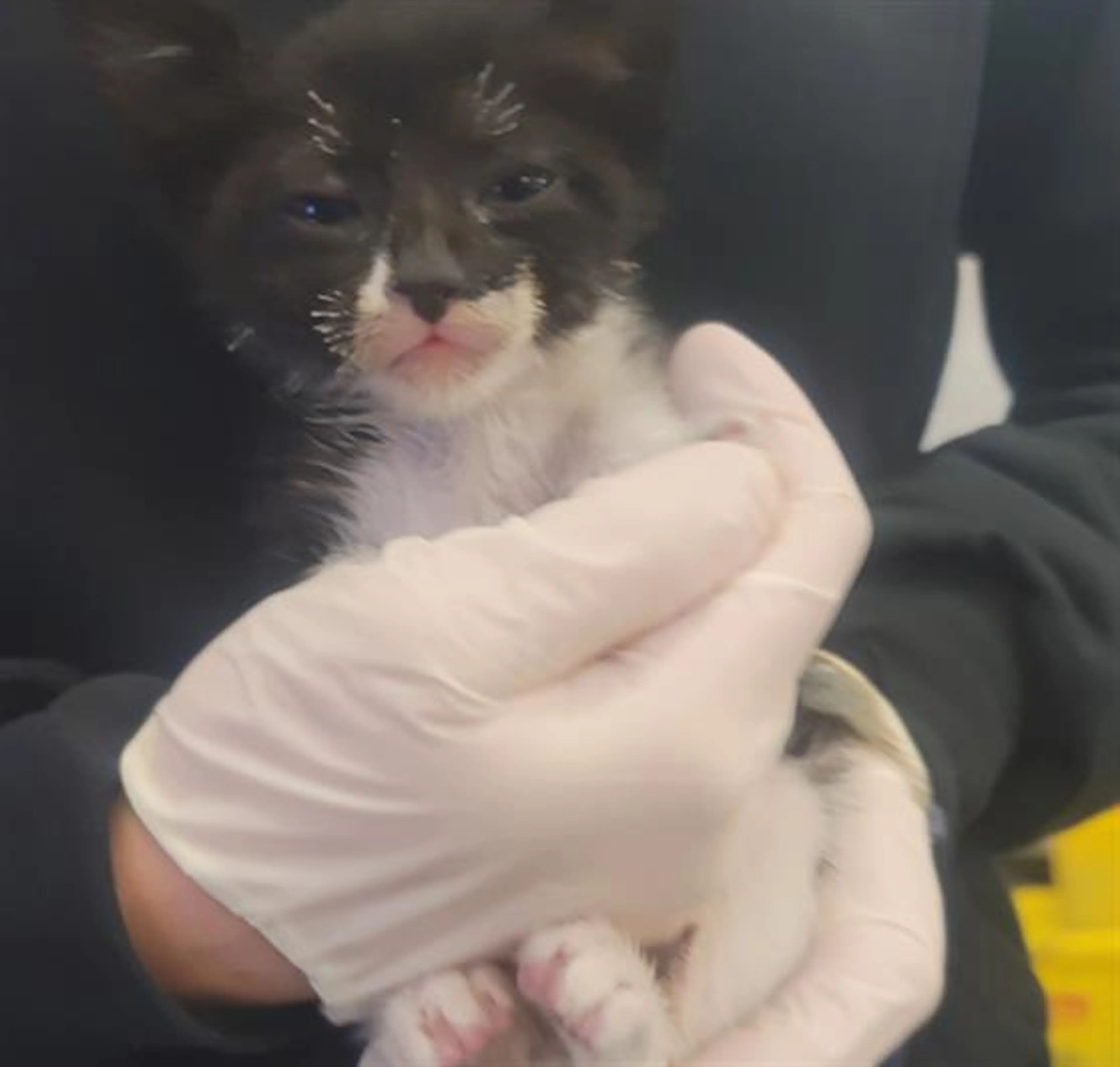 Found pet