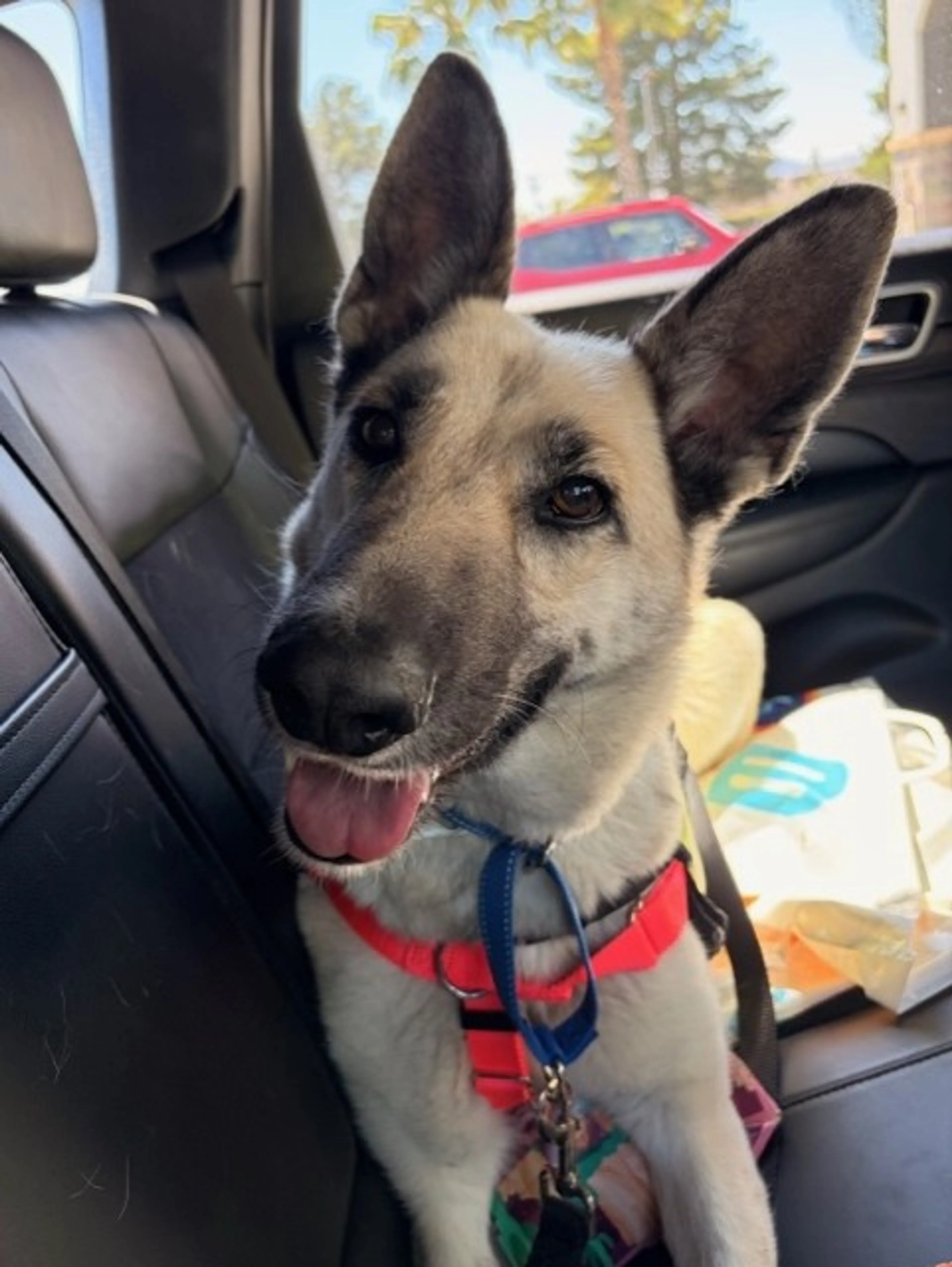 Found pet