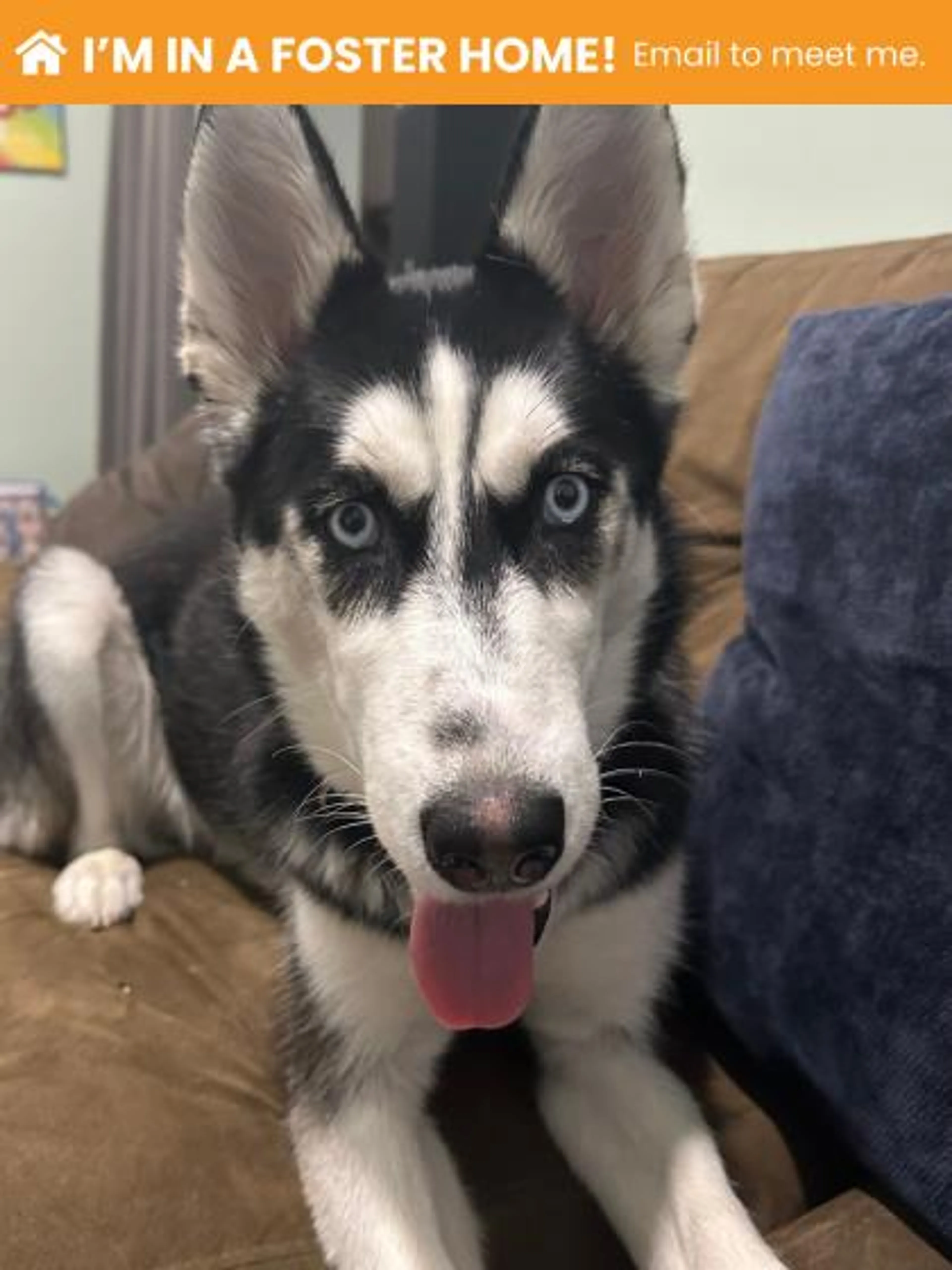 Found pet