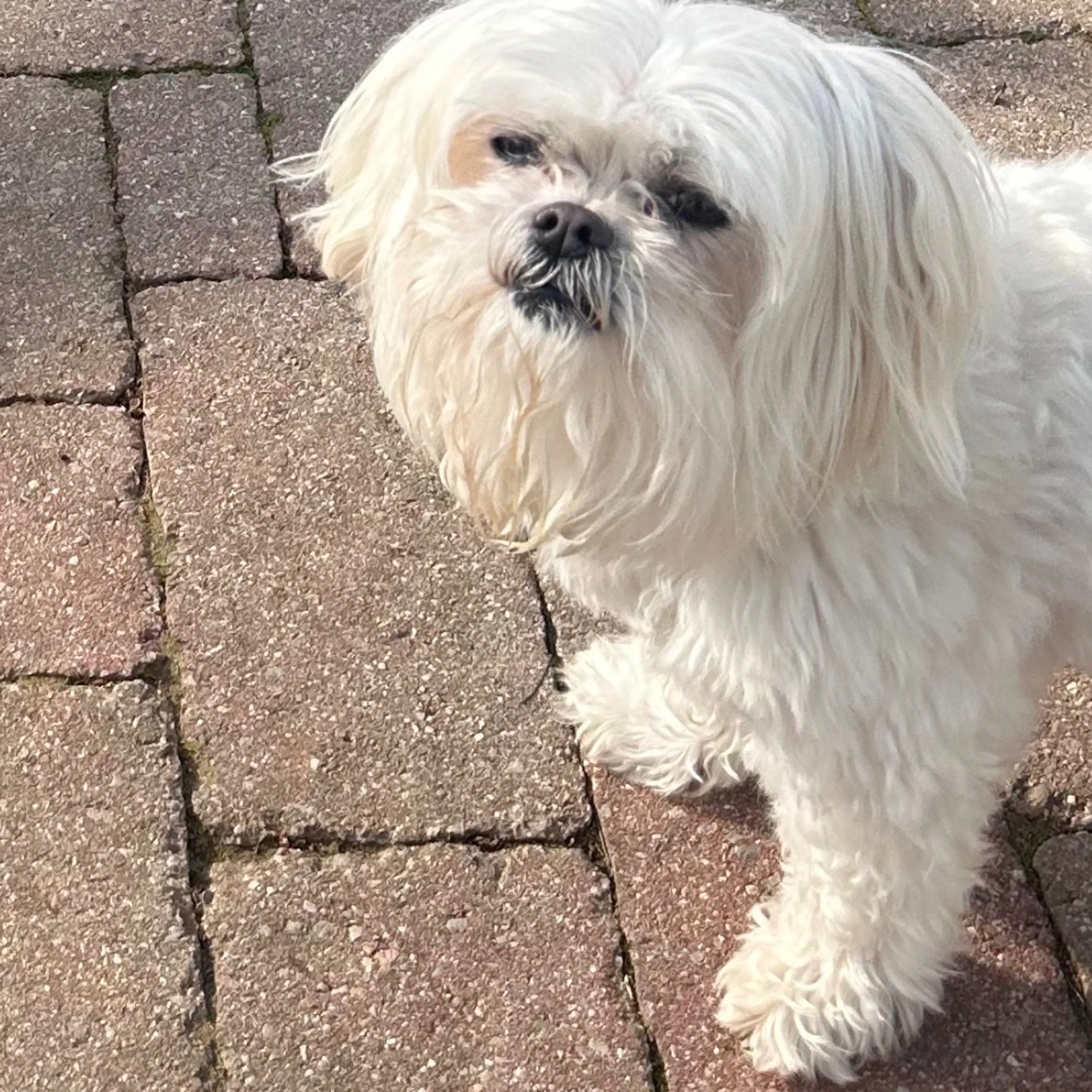 Lost pet-3