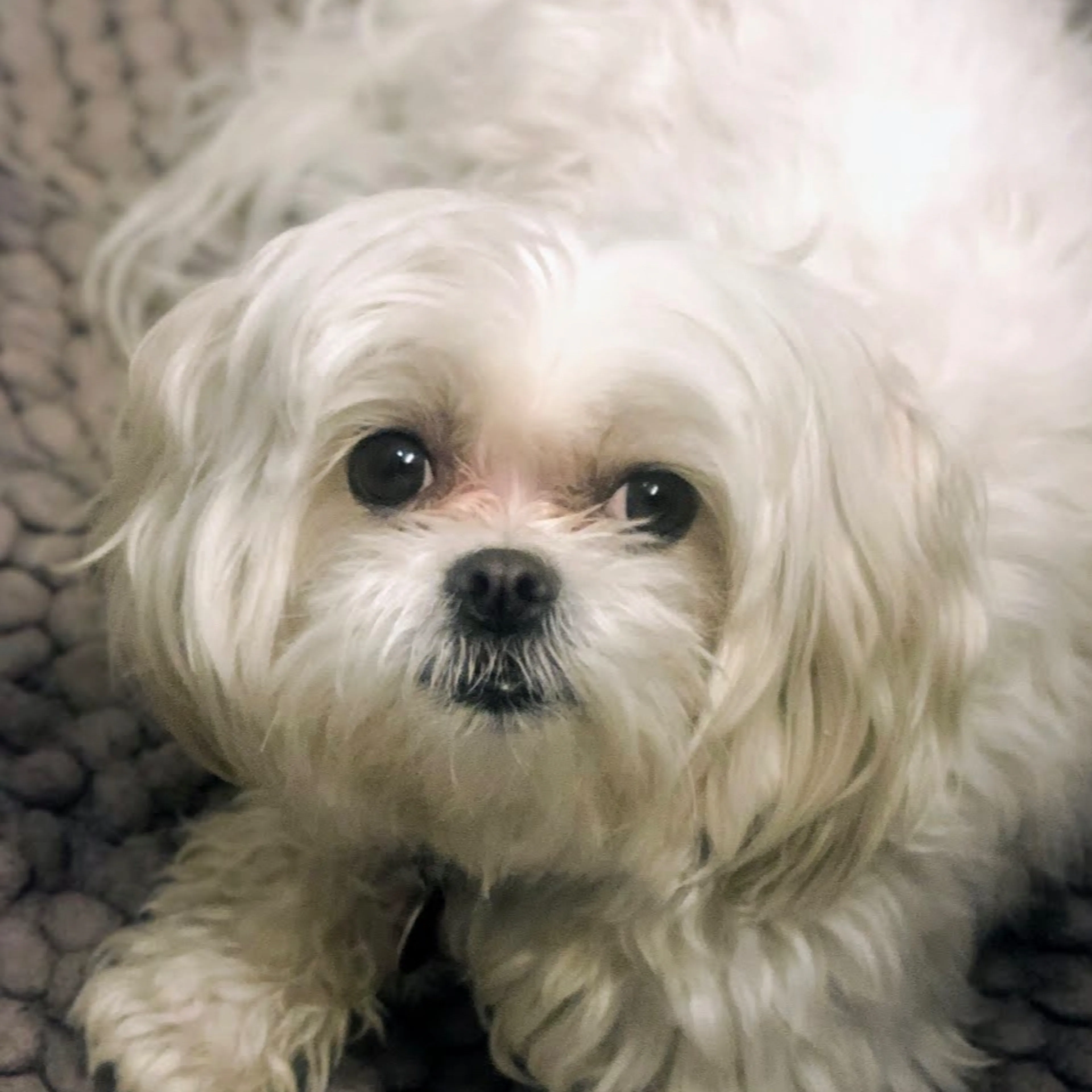 Lost pet-2