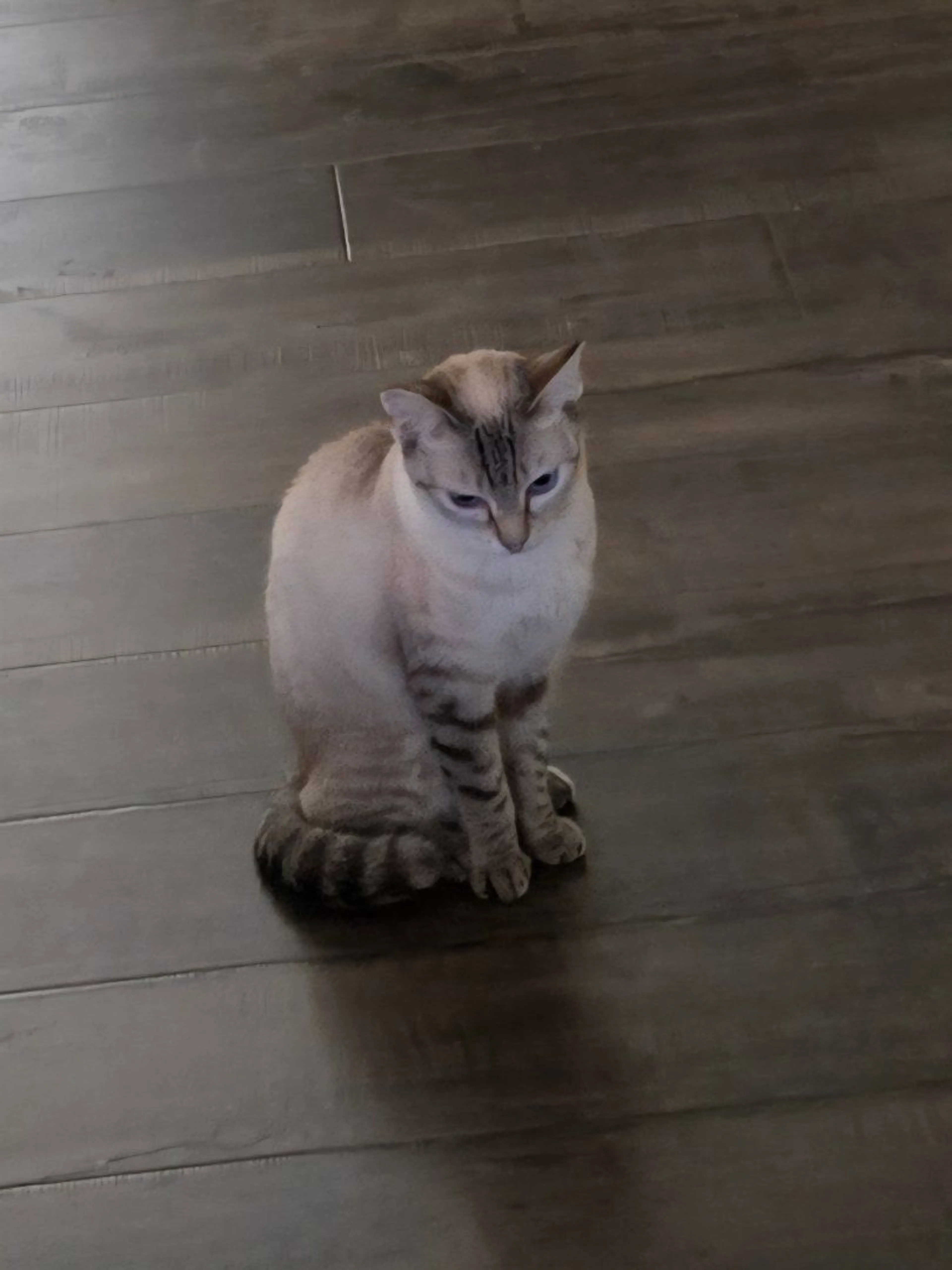 Lost pet-0