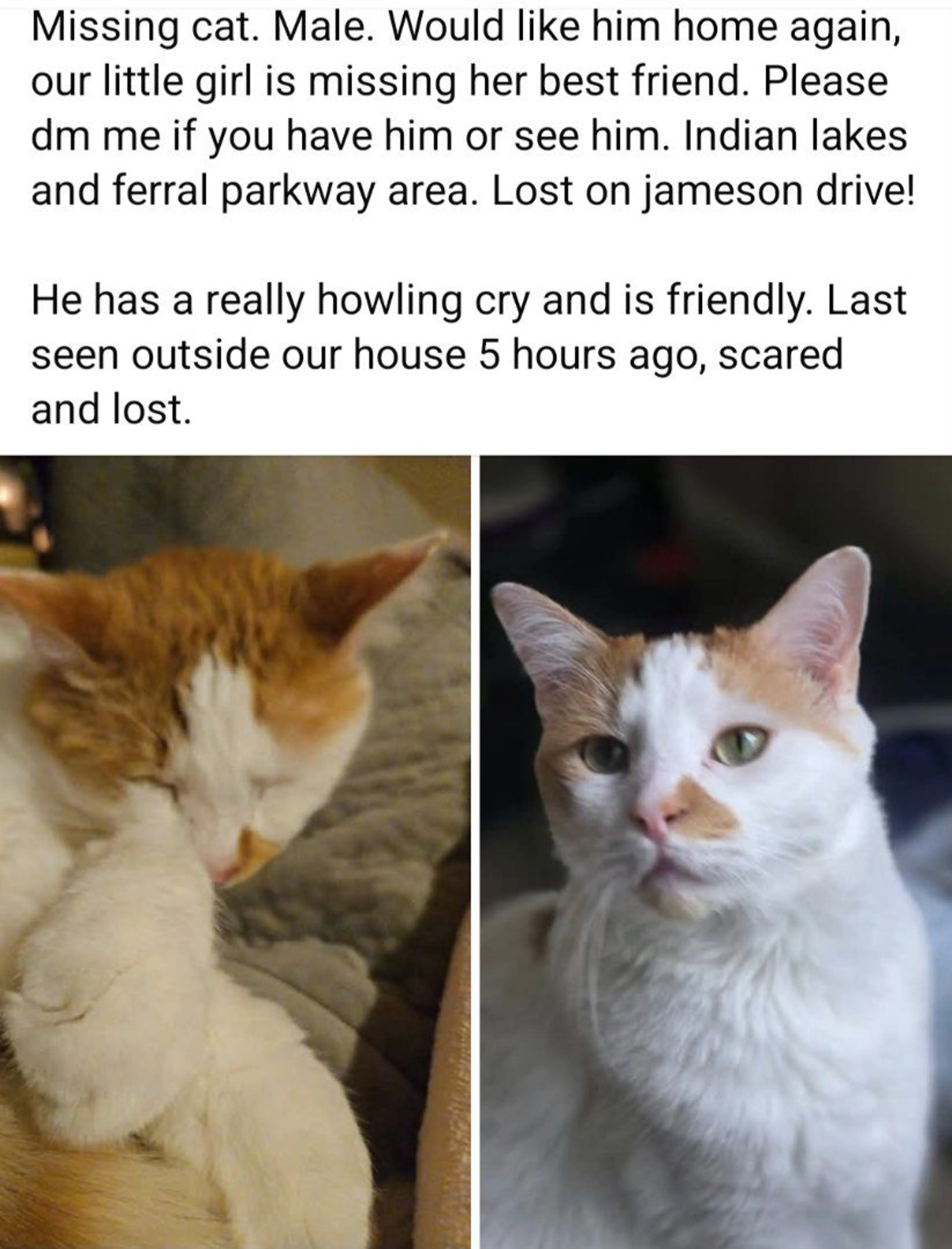 Lost pet