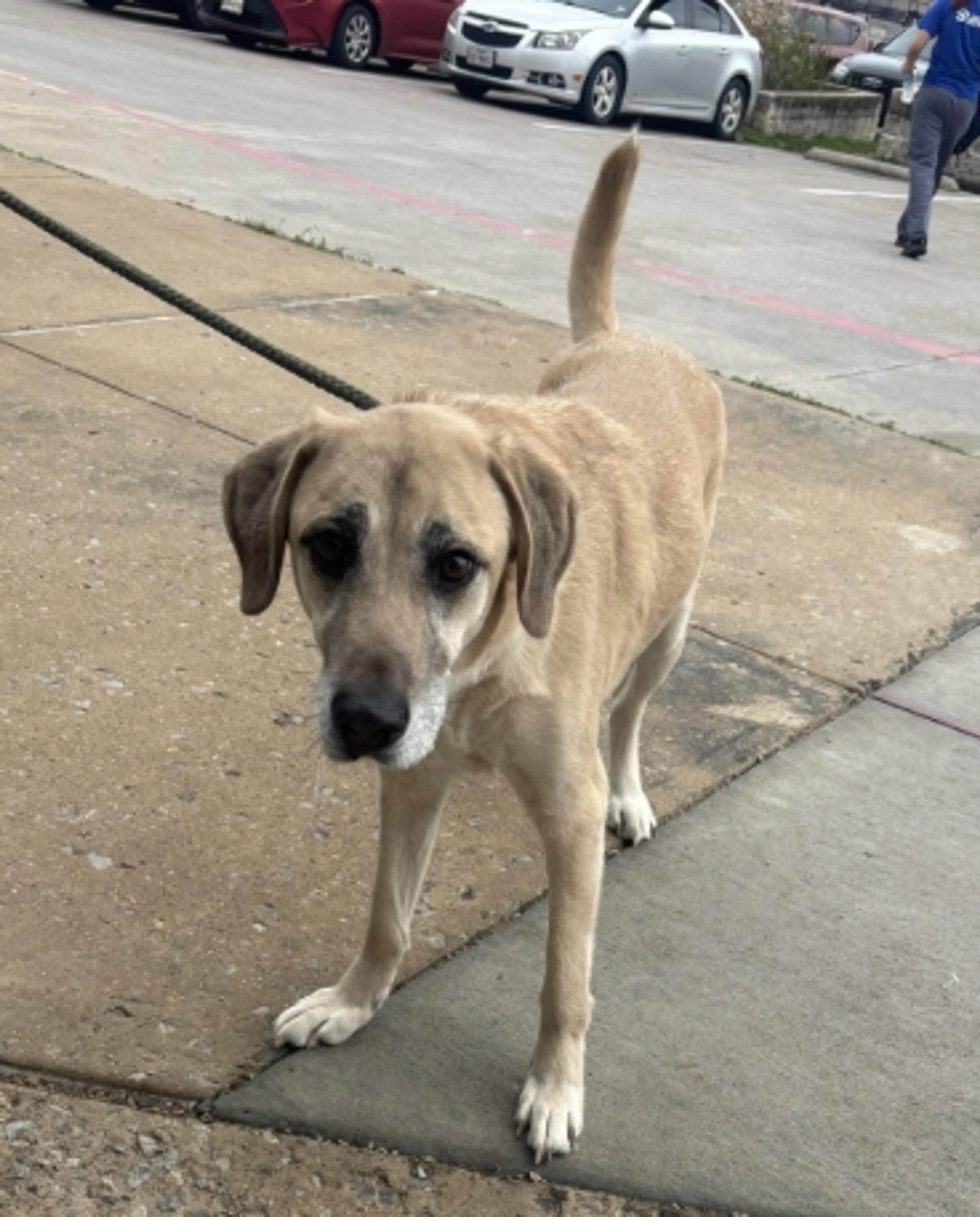 Found pet