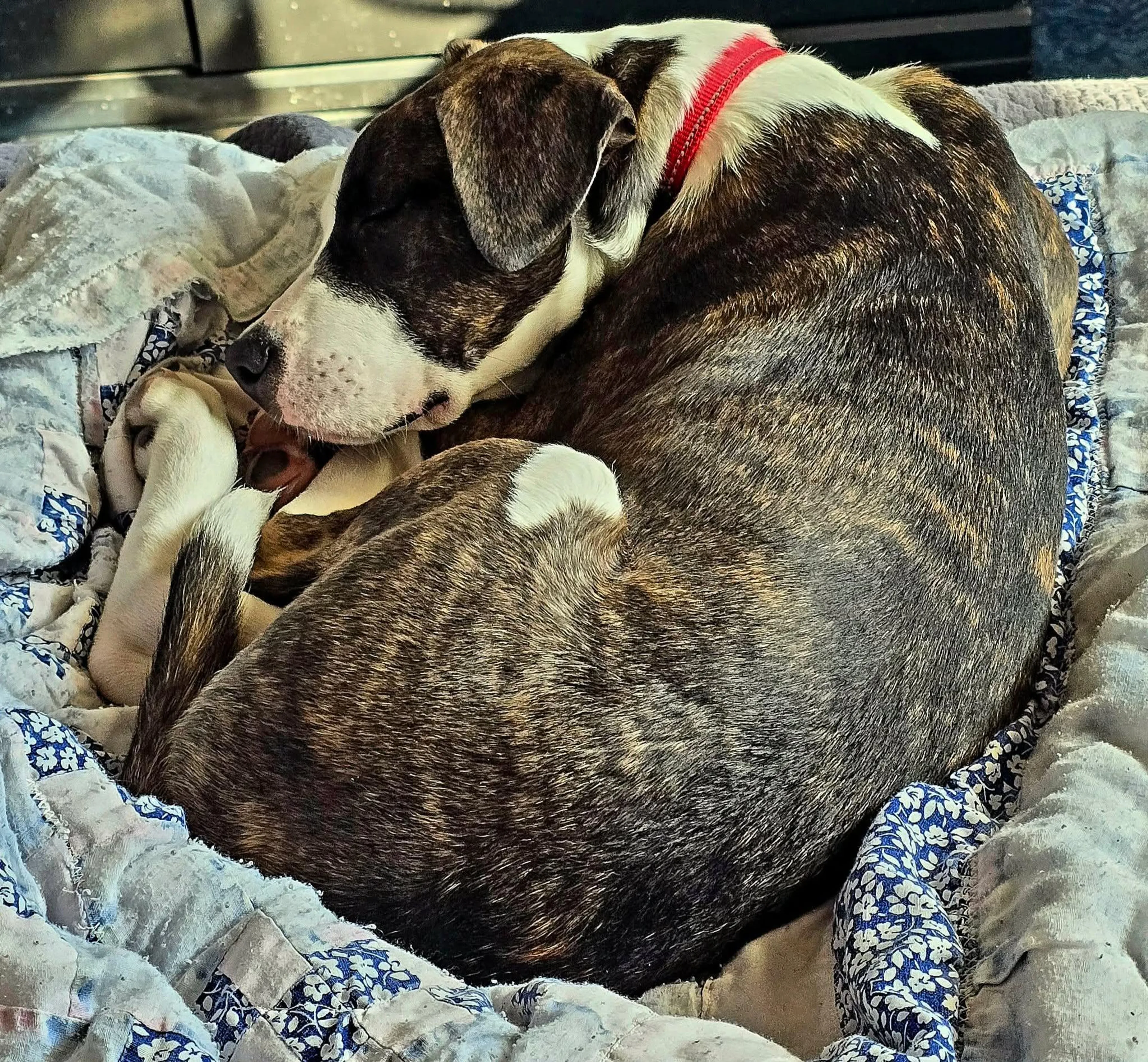 Found pet-2