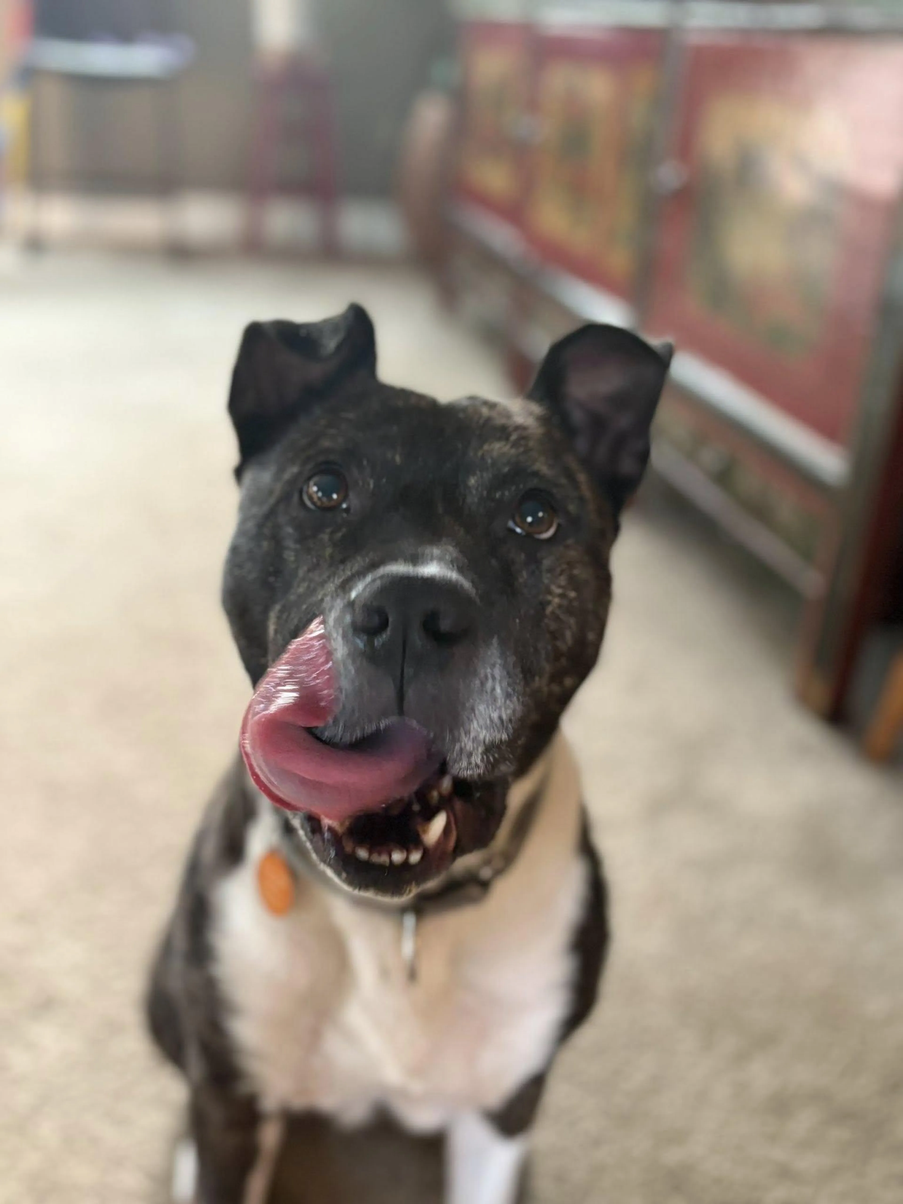 Found pet-2