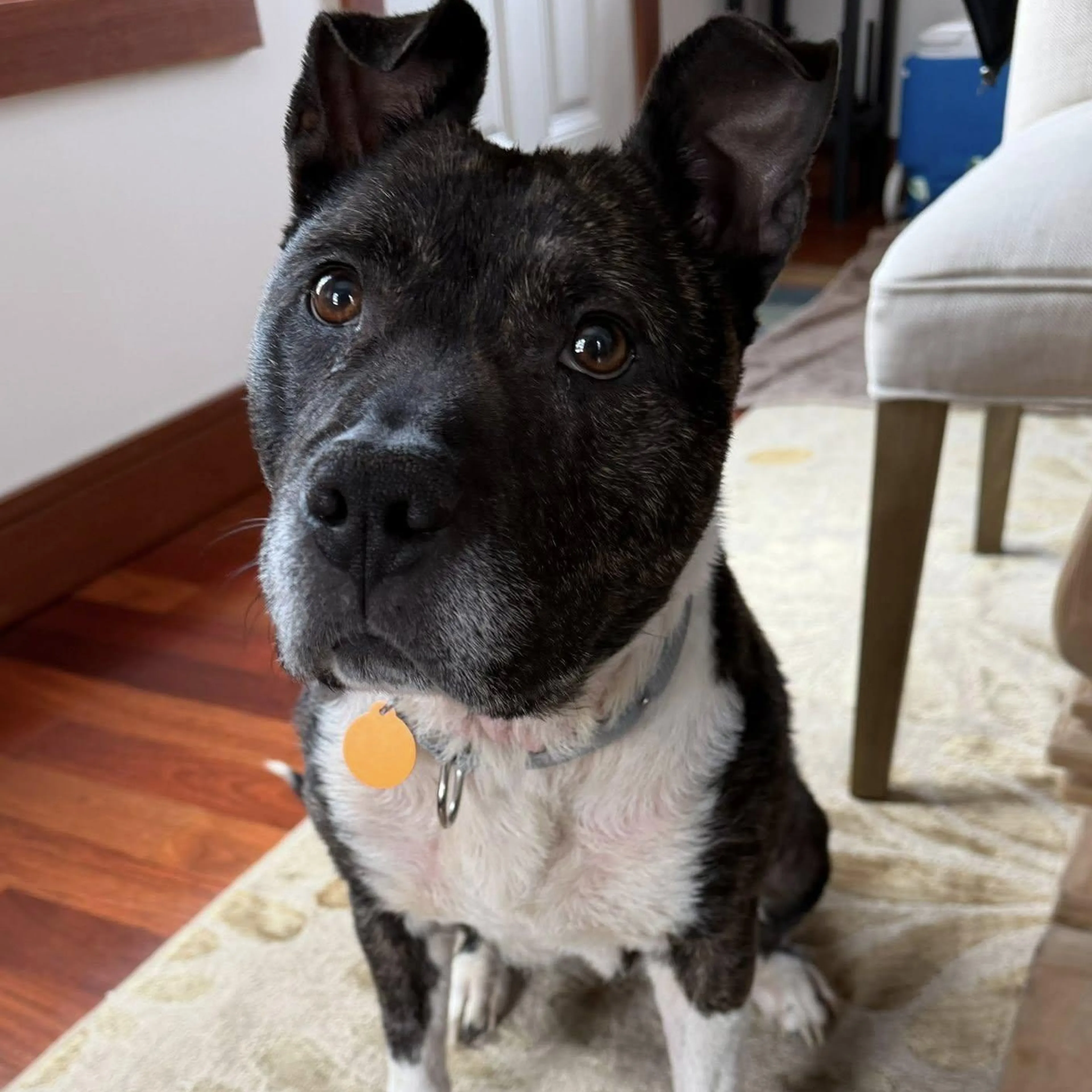 Found pet-3
