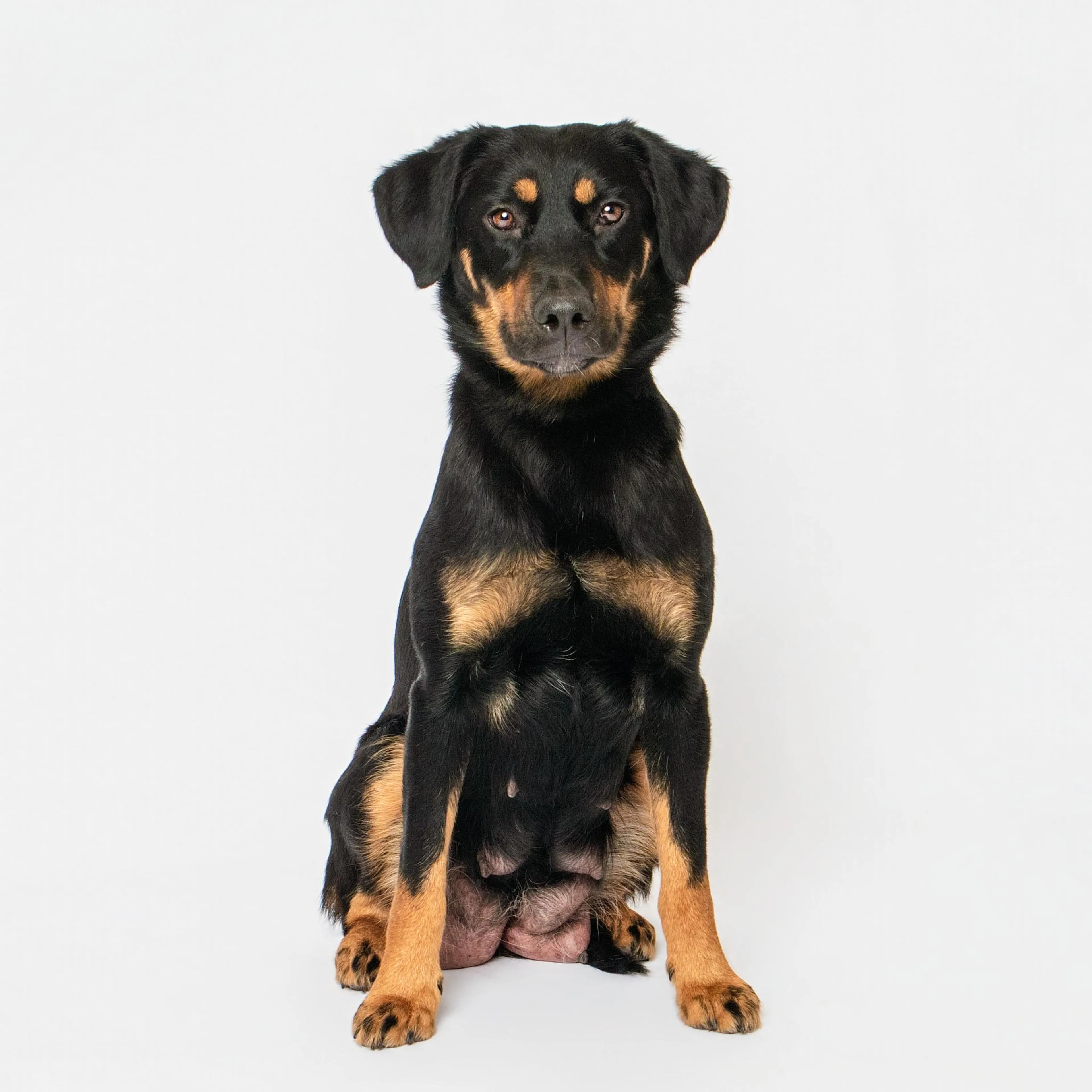 Found pet-1