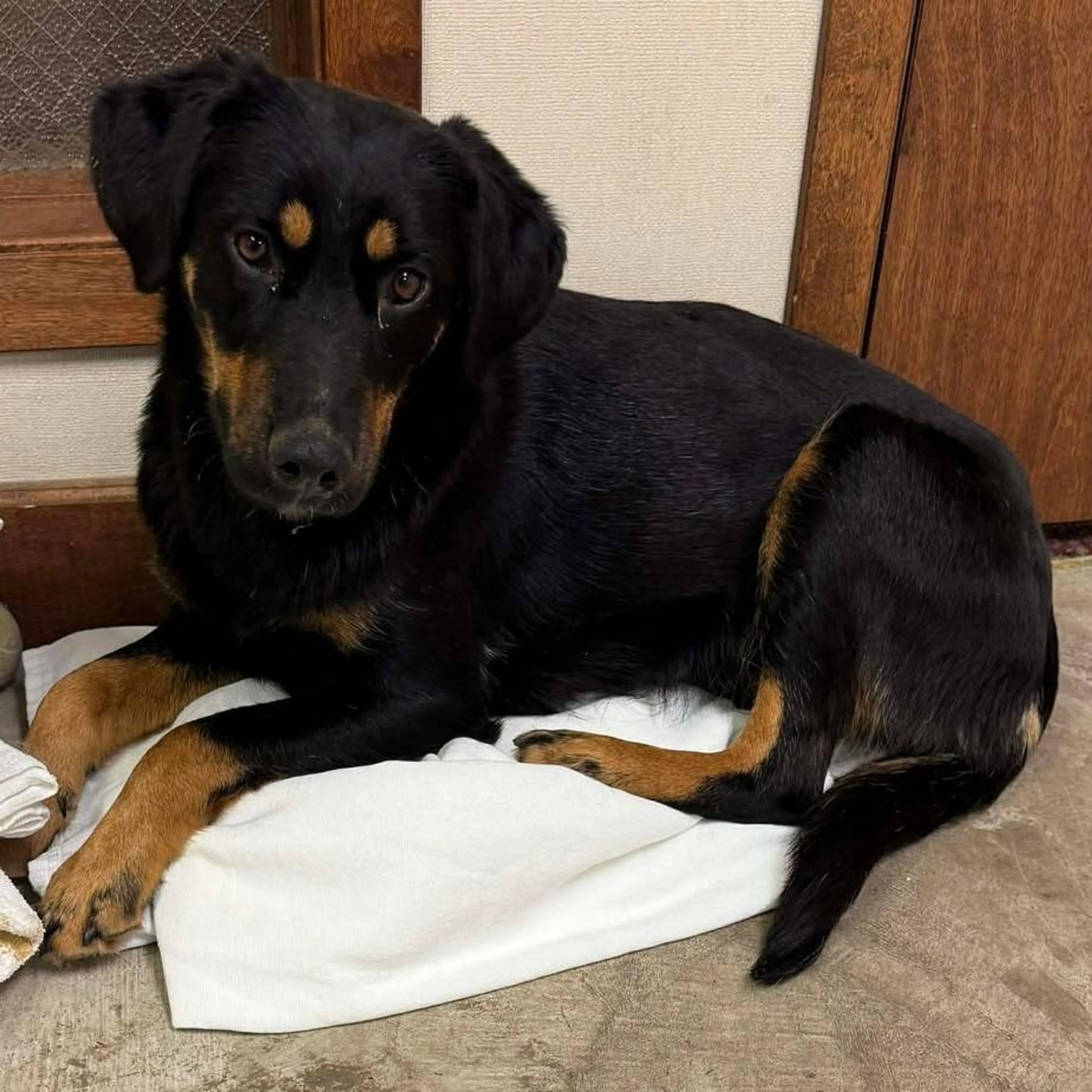Found pet-2