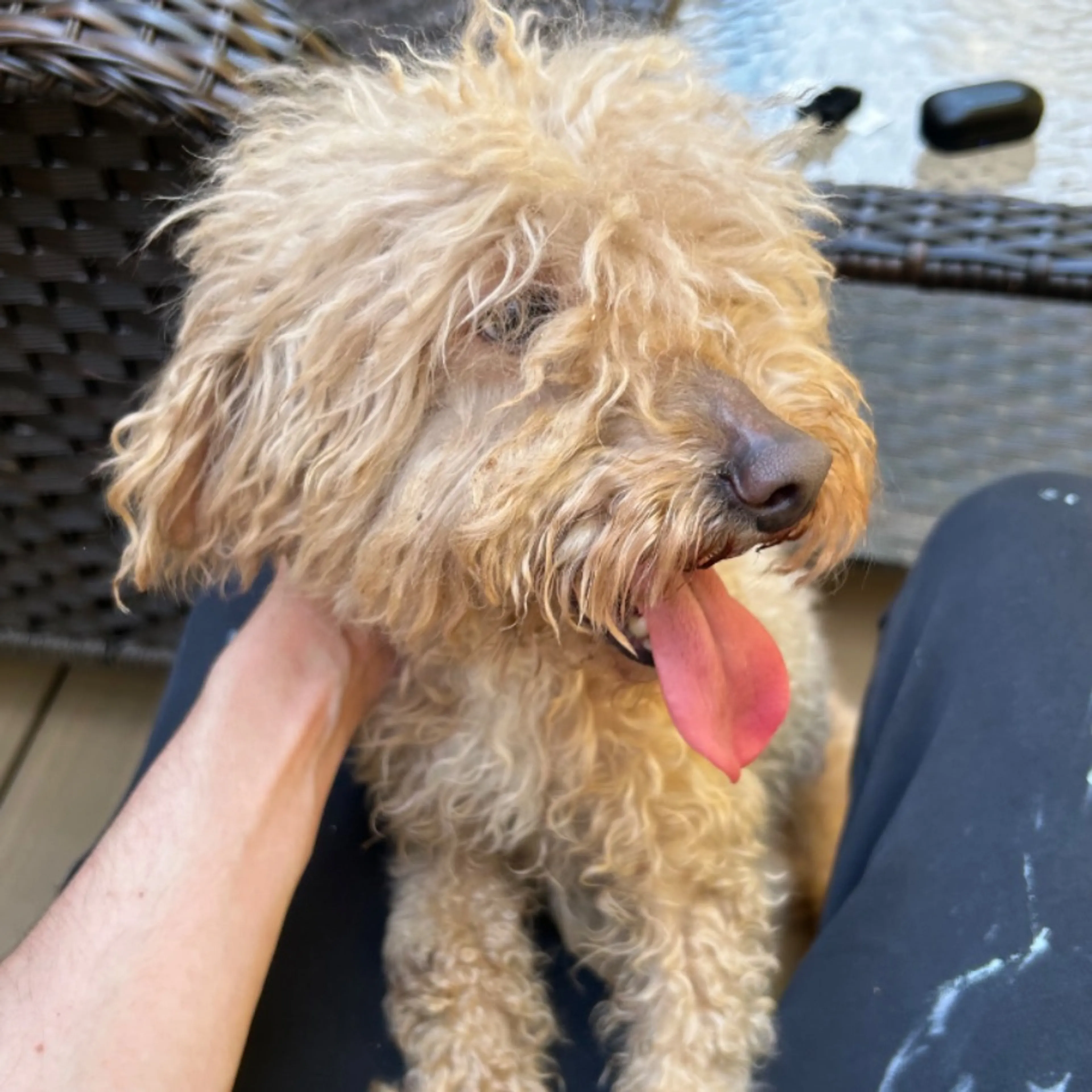 Found pet