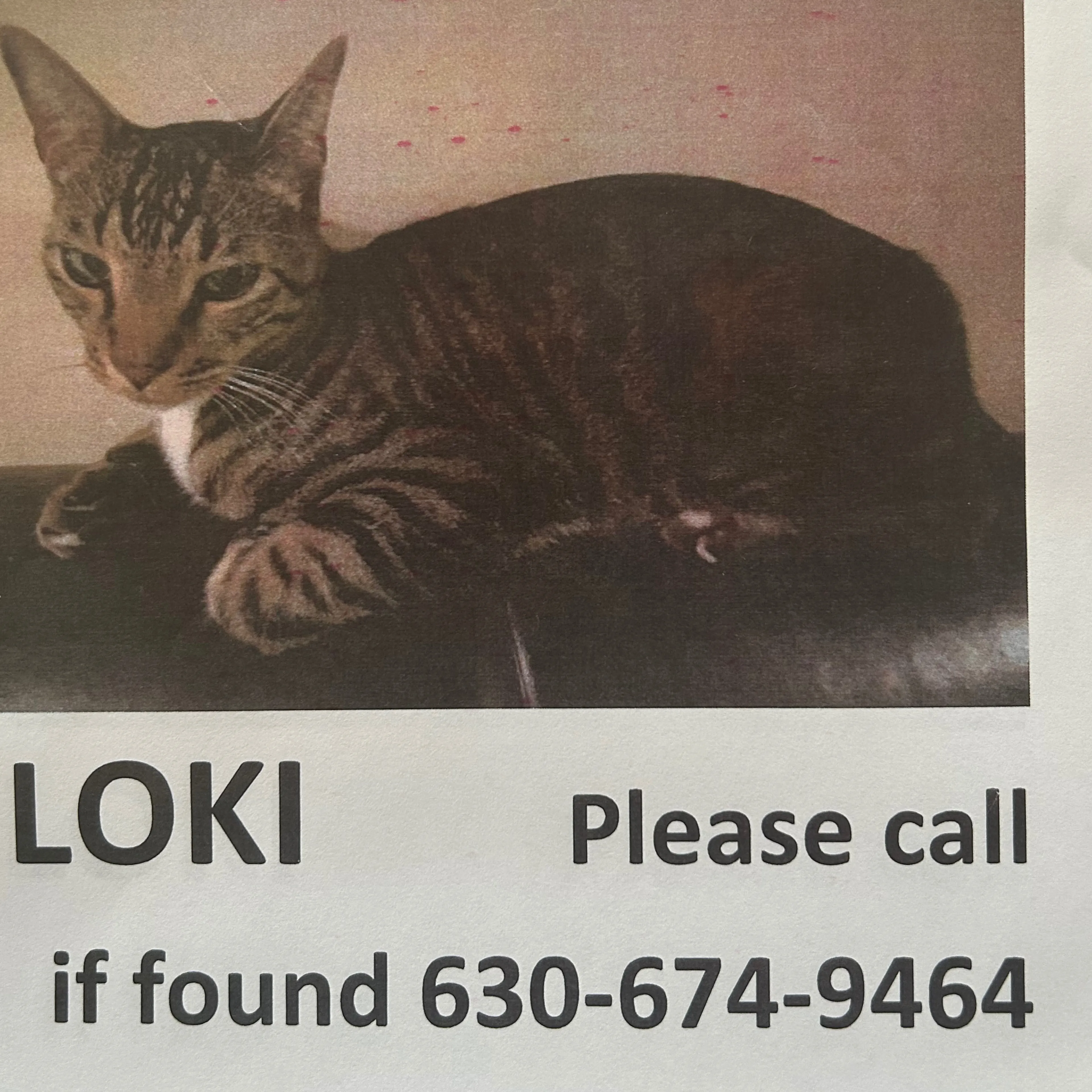 Lost pet-2