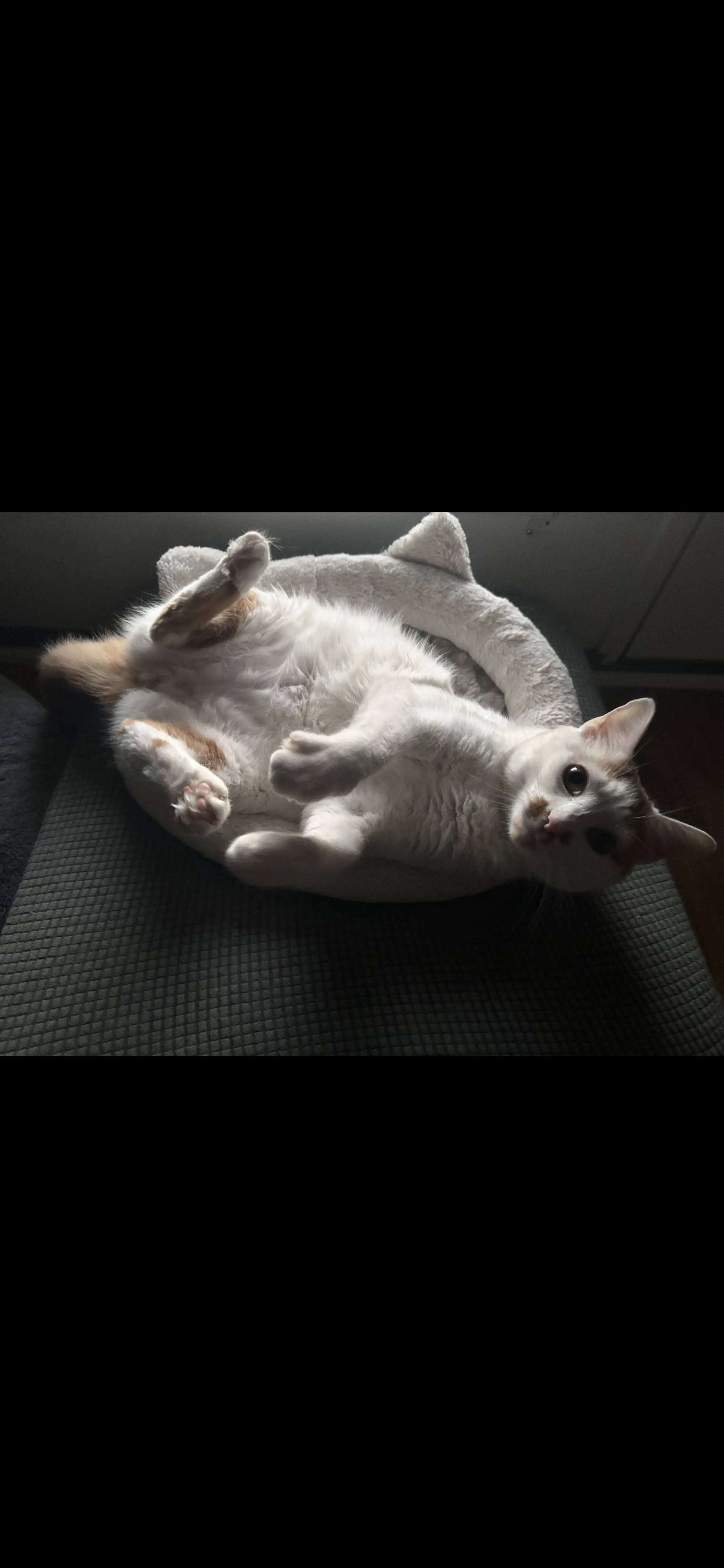 Lost pet-1