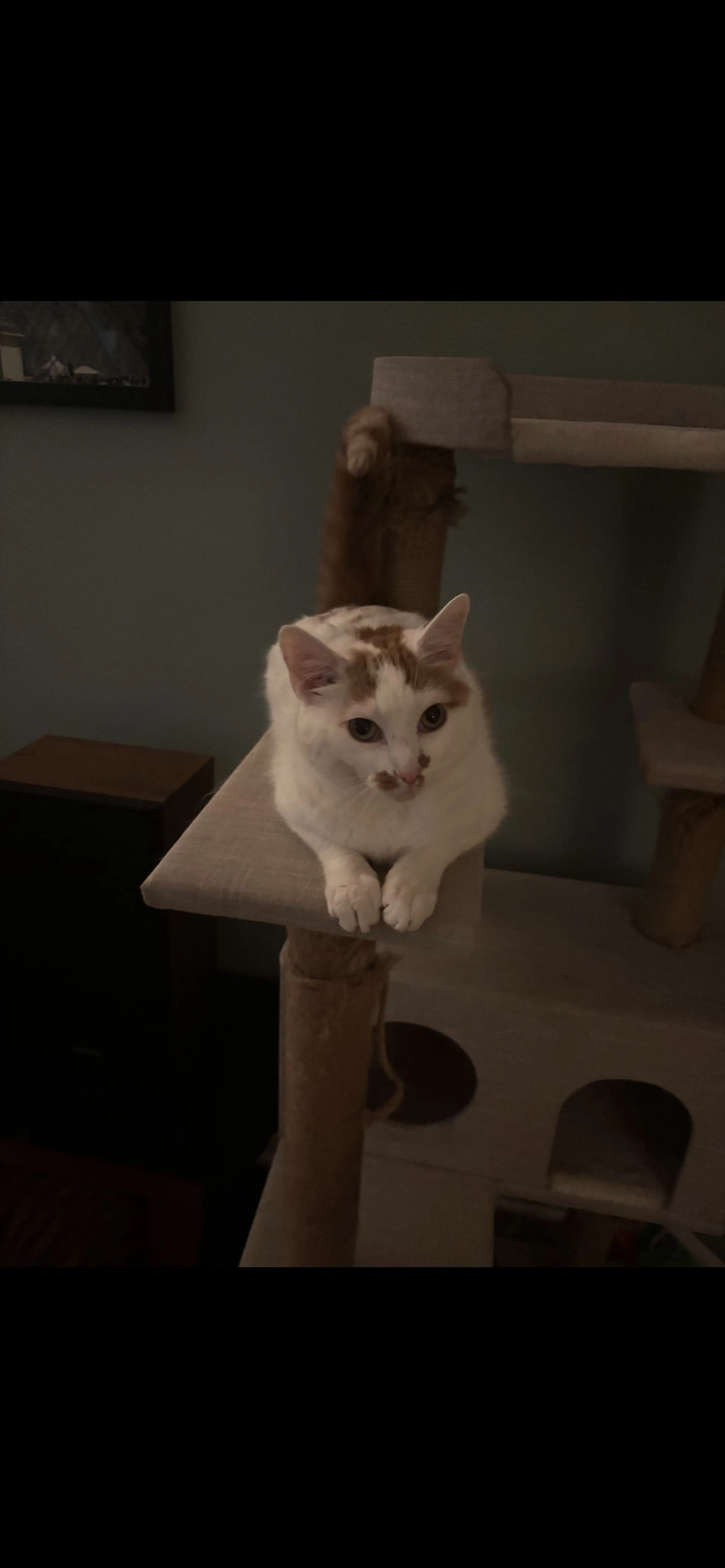 Lost pet-0