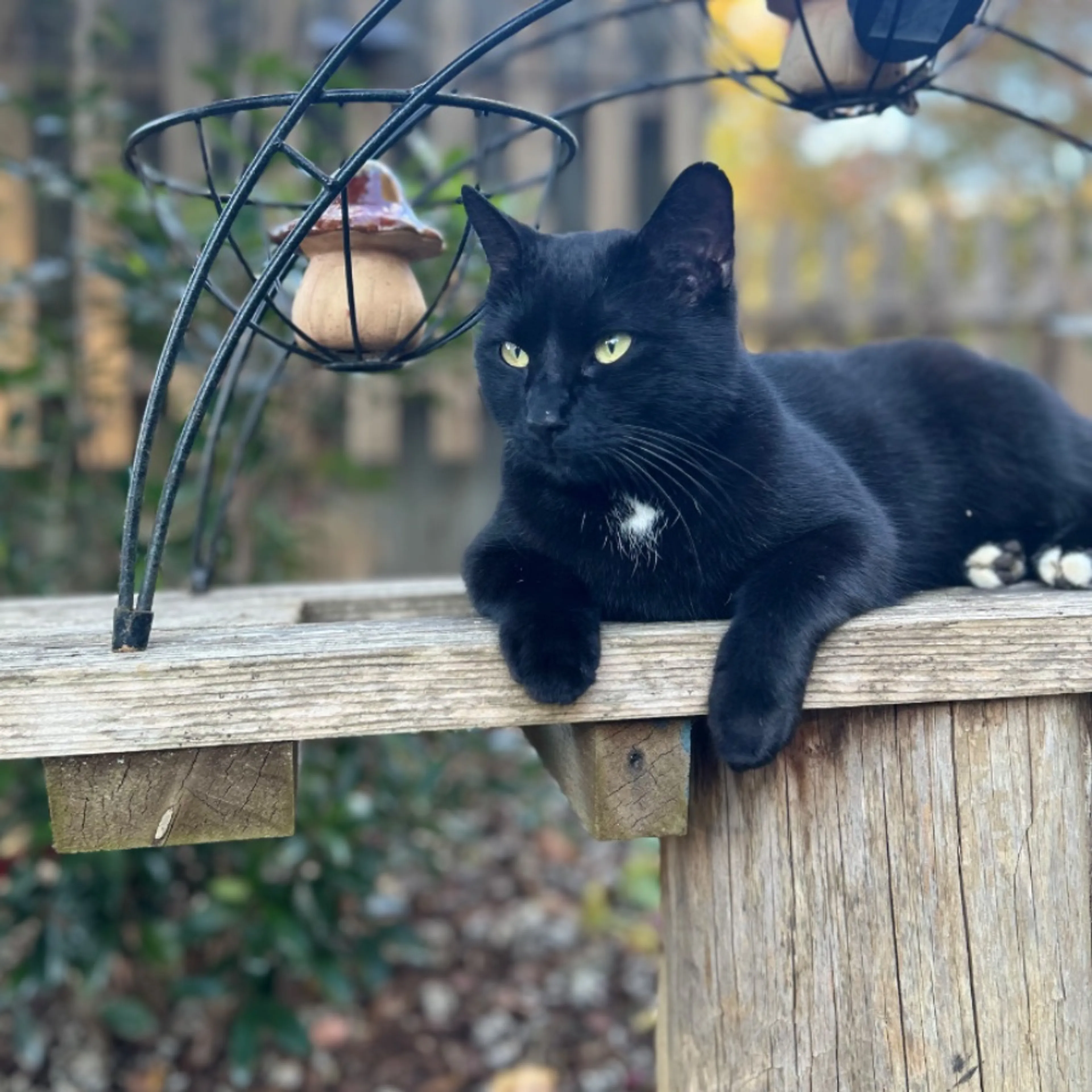 Lost pet