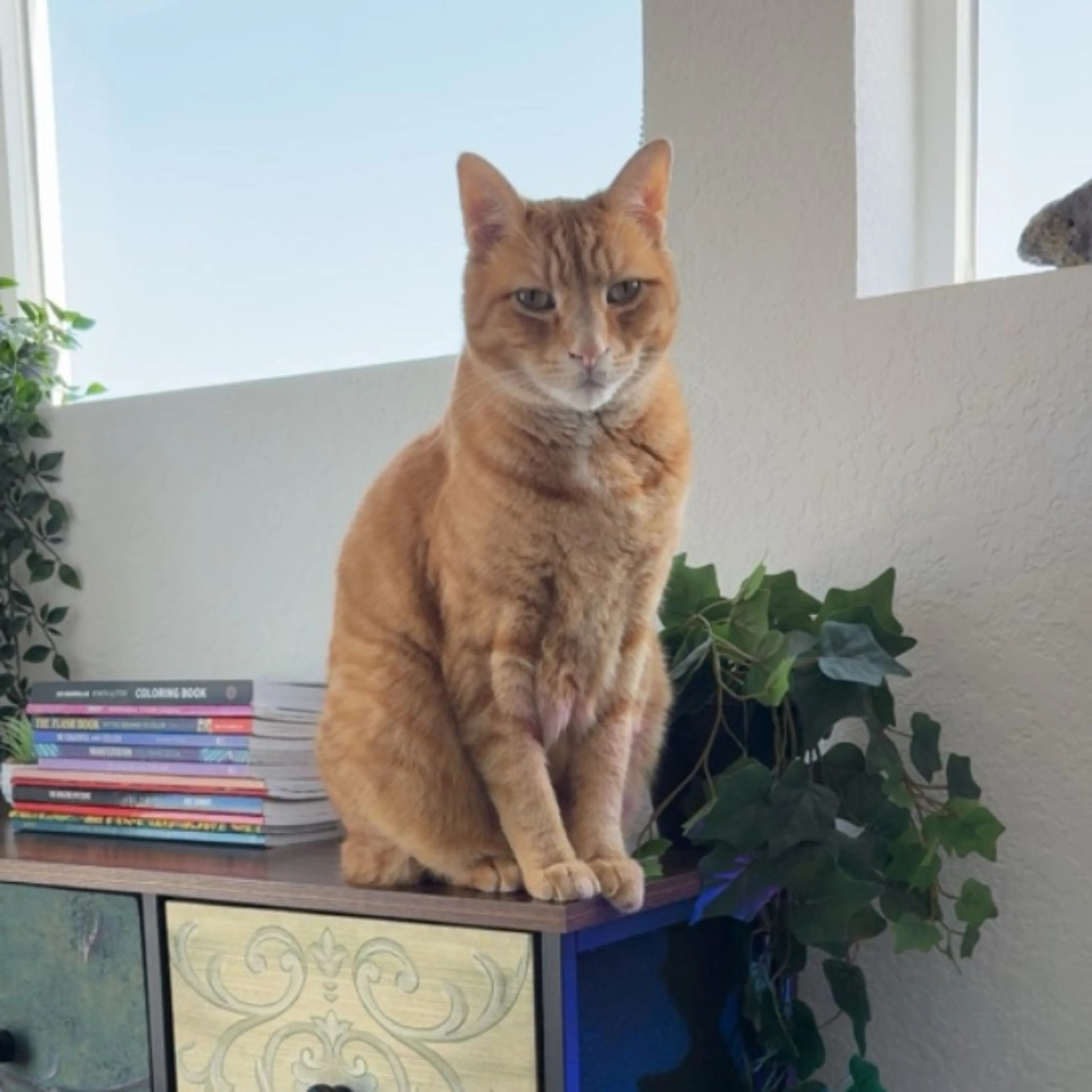 Lost pet
